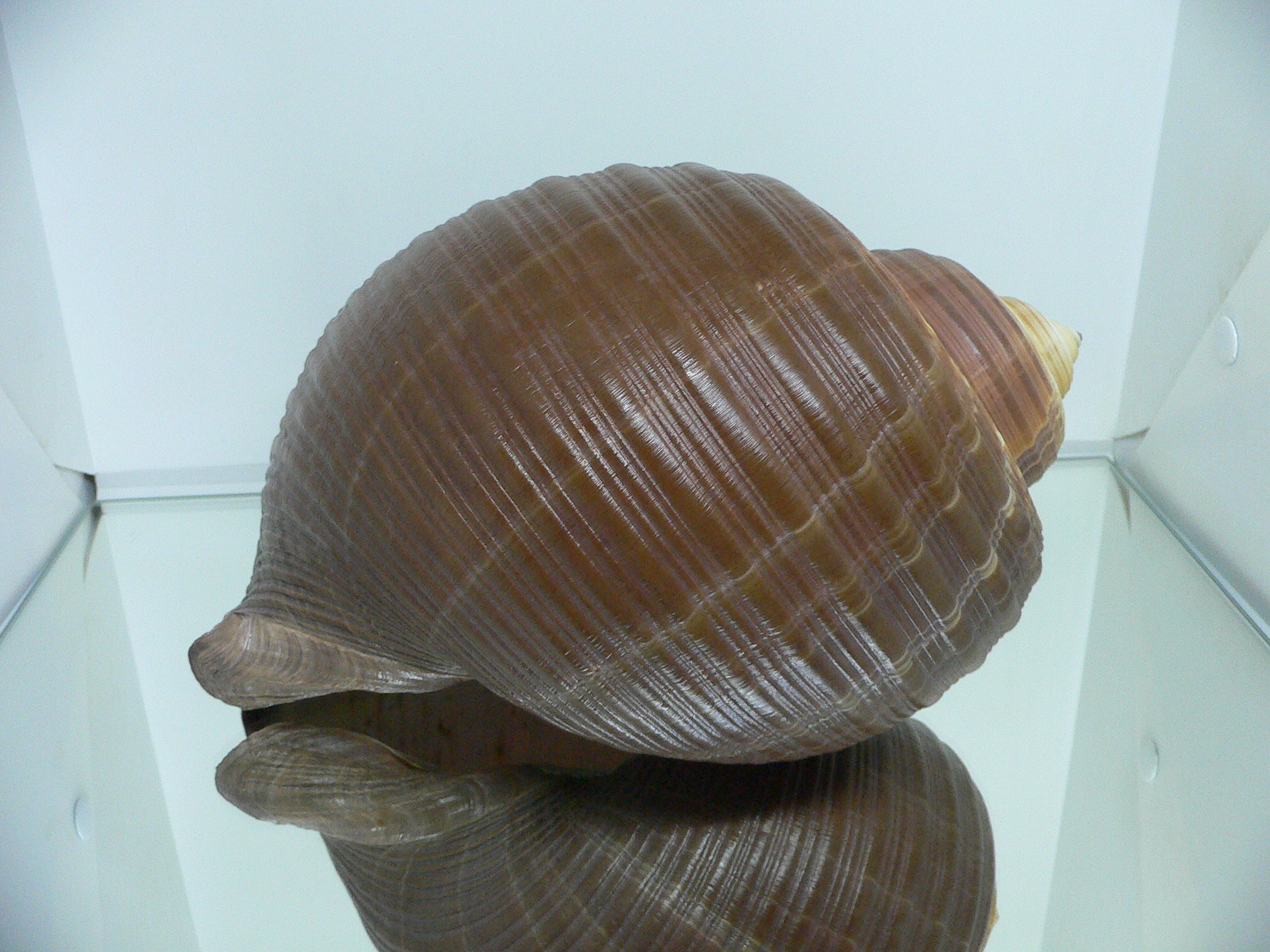 Tonna zonata BIG & RARE