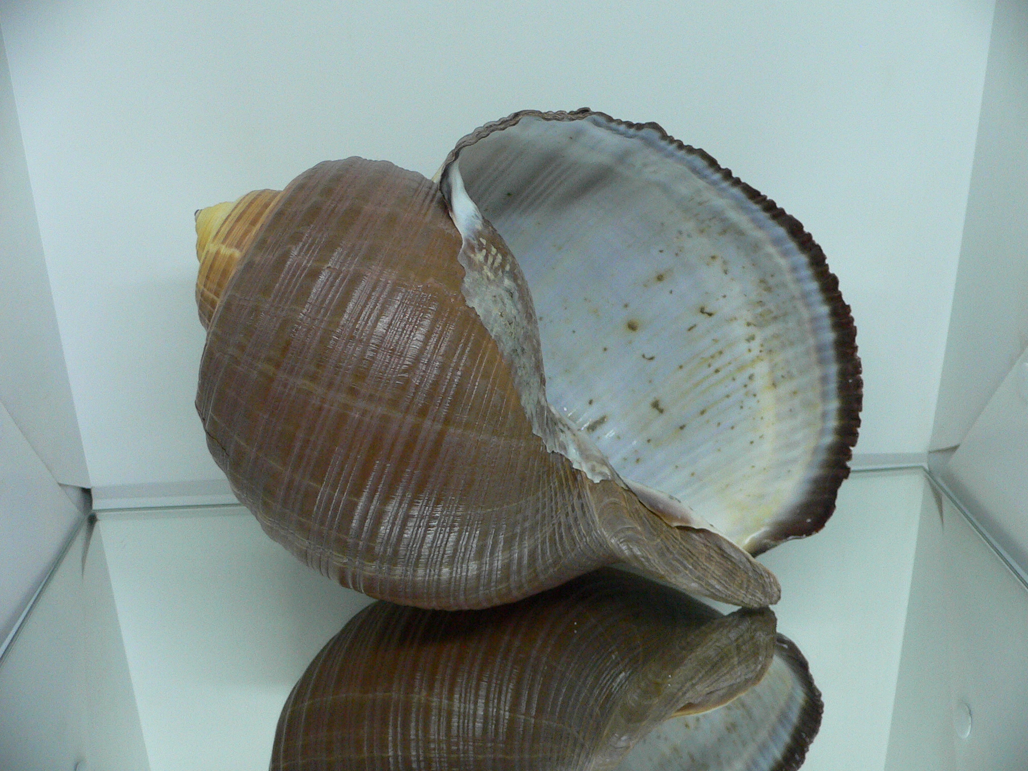 Tonna zonata BIG & RARE