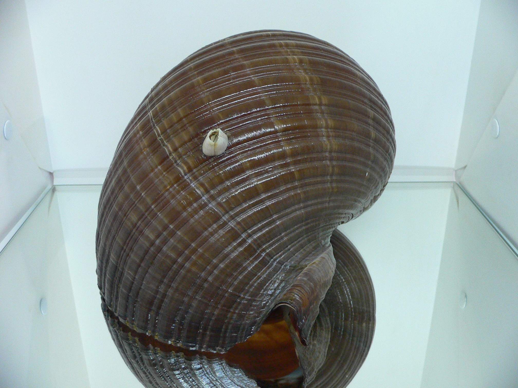 Tonna zonata BIG & RARE, IDEAL + FLOWER