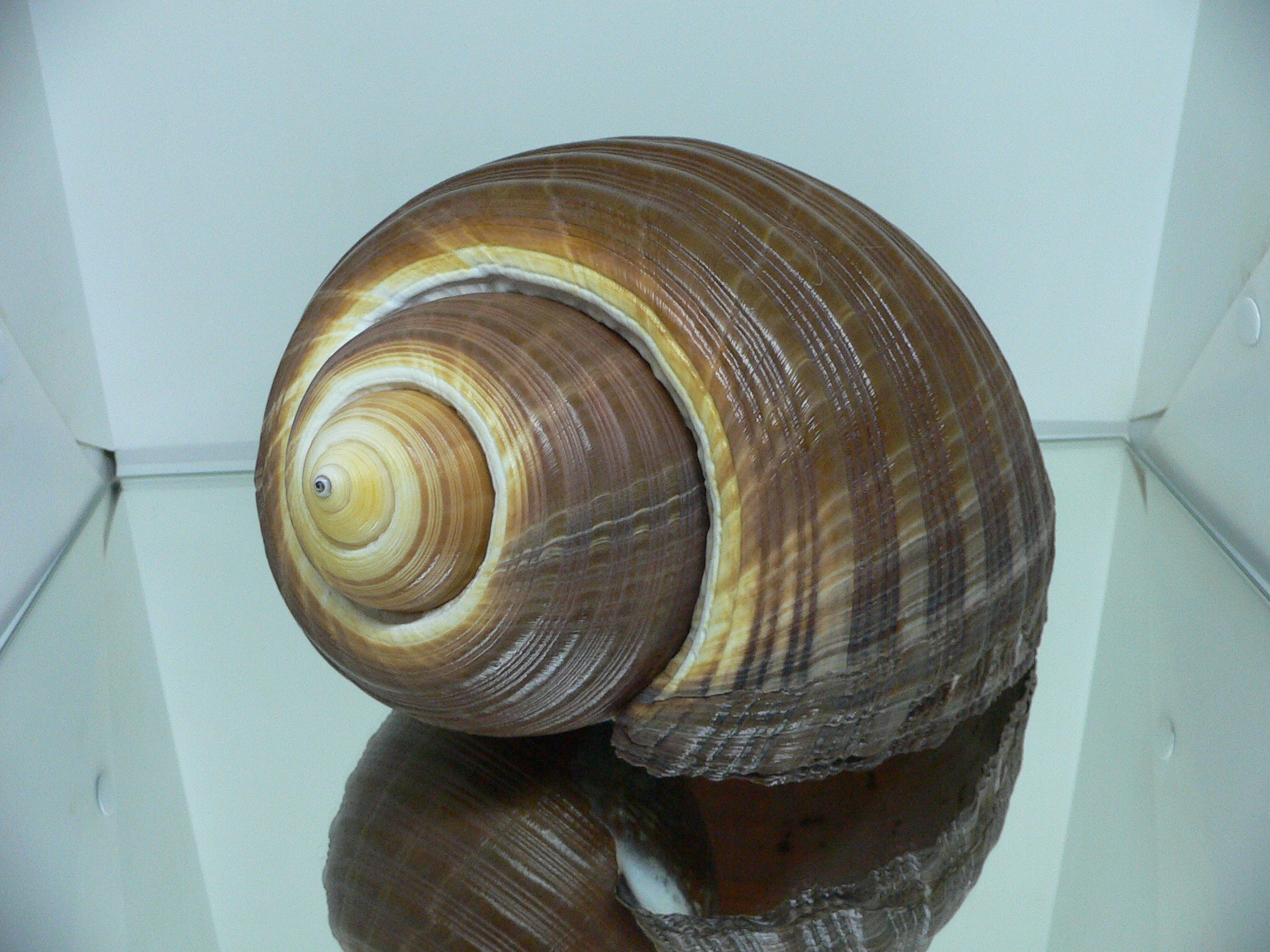 Tonna zonata BIG & RARE