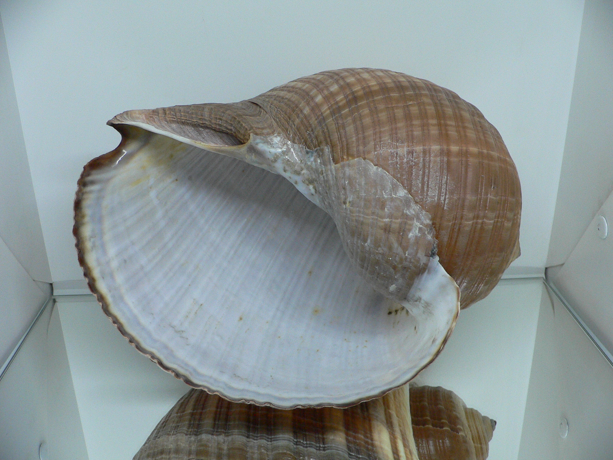 Tonna zonata BIG & RARE