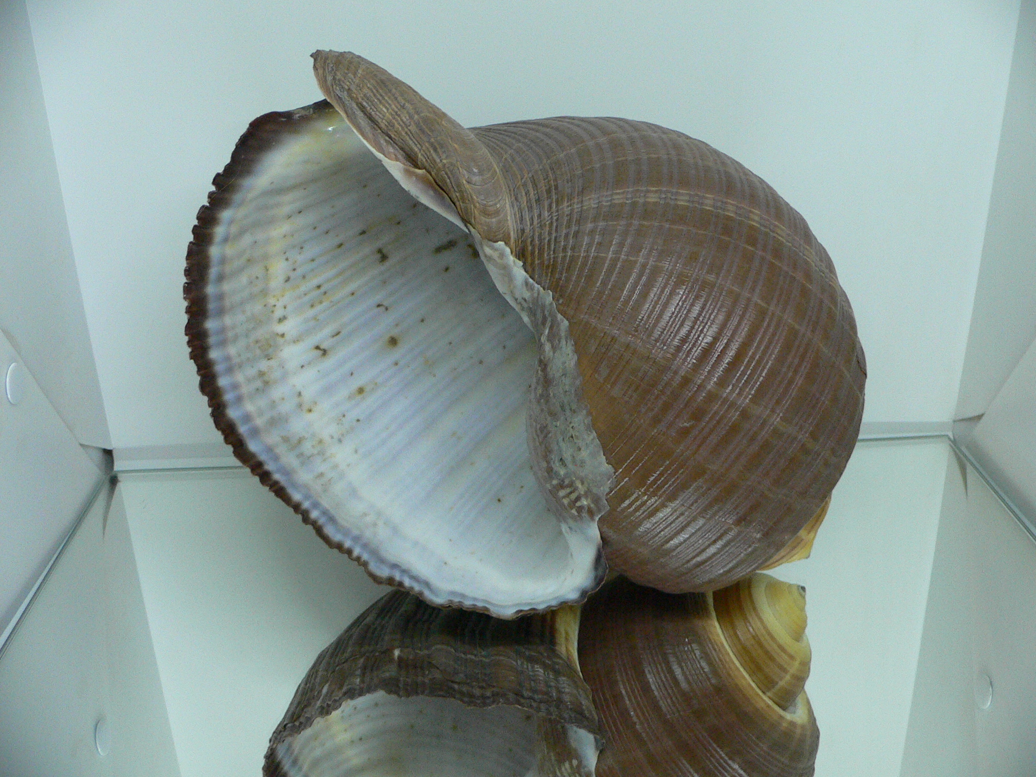 Tonna zonata BIG & RARE