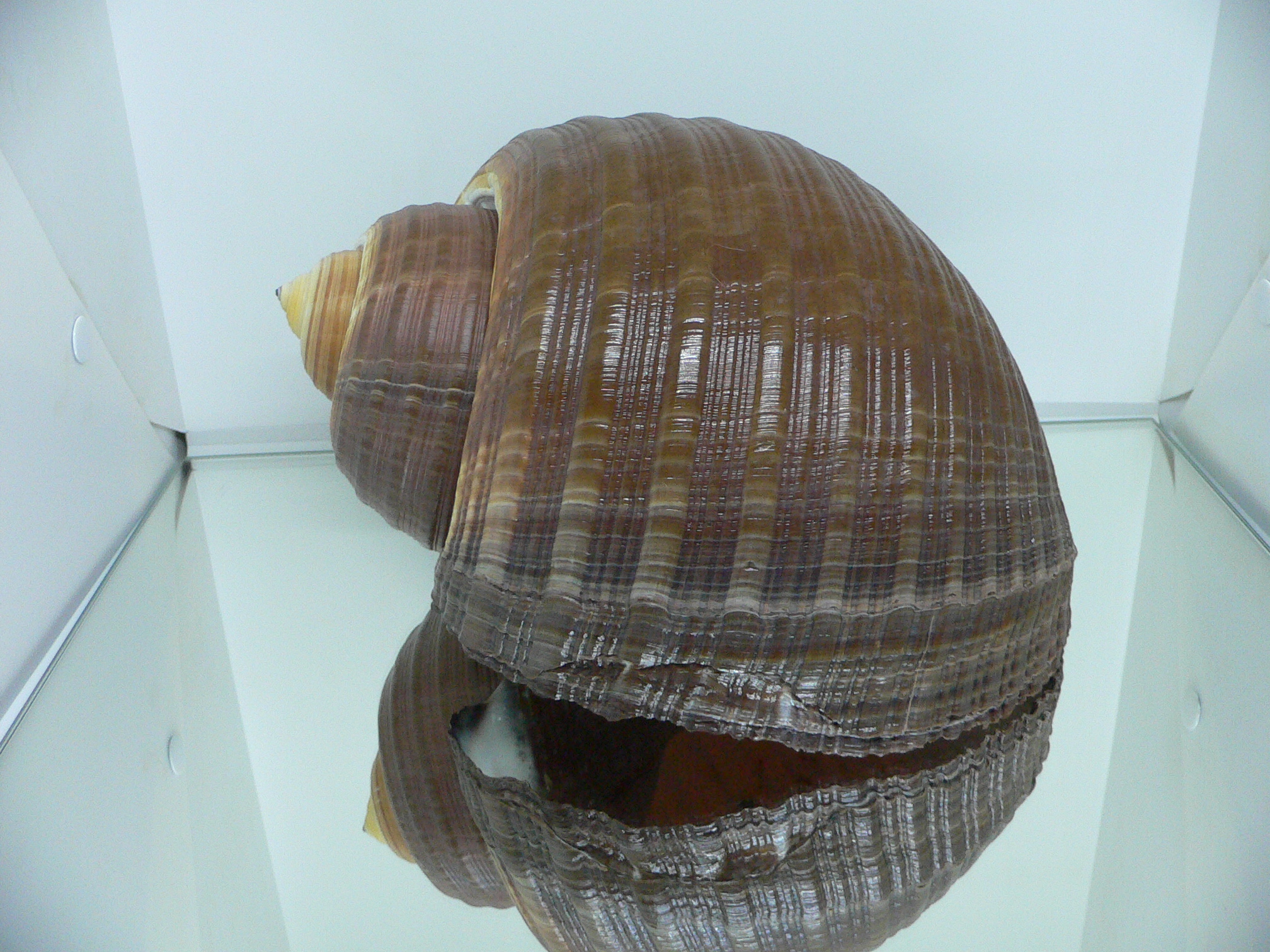 Tonna zonata BIG & RARE
