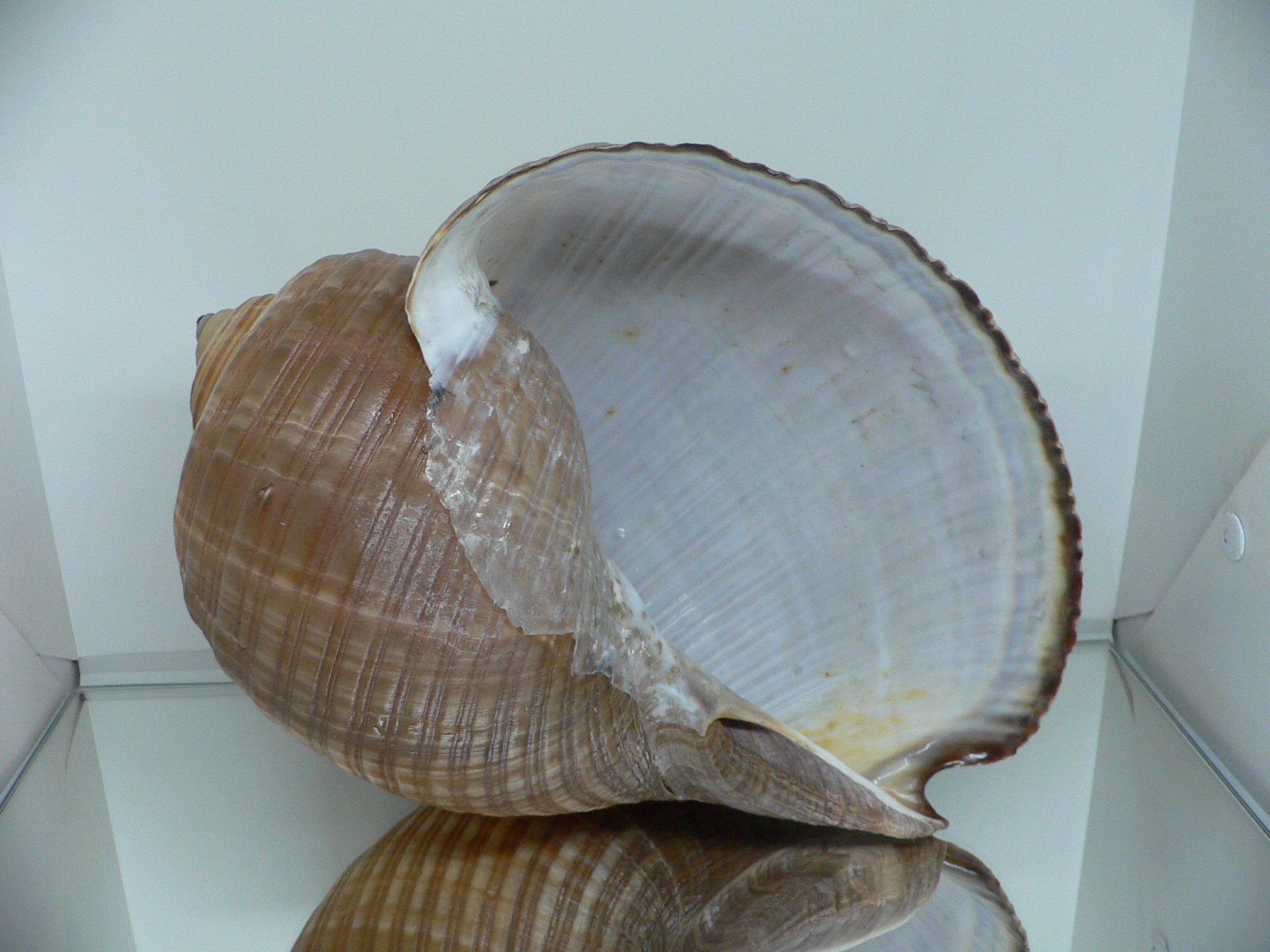 Tonna zonata BIG & RARE