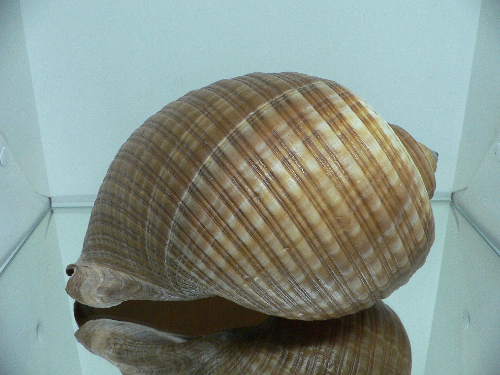 Tonna zonata BIG & RARE