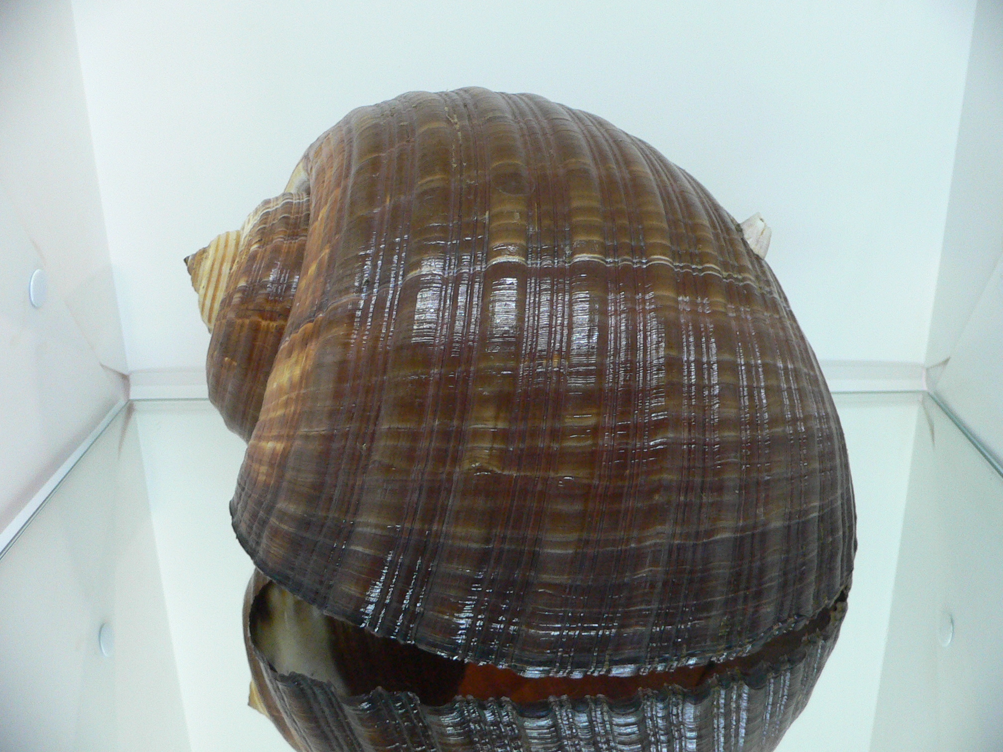 Tonna zonata BIG & RARE, IDEAL + FLOWER
