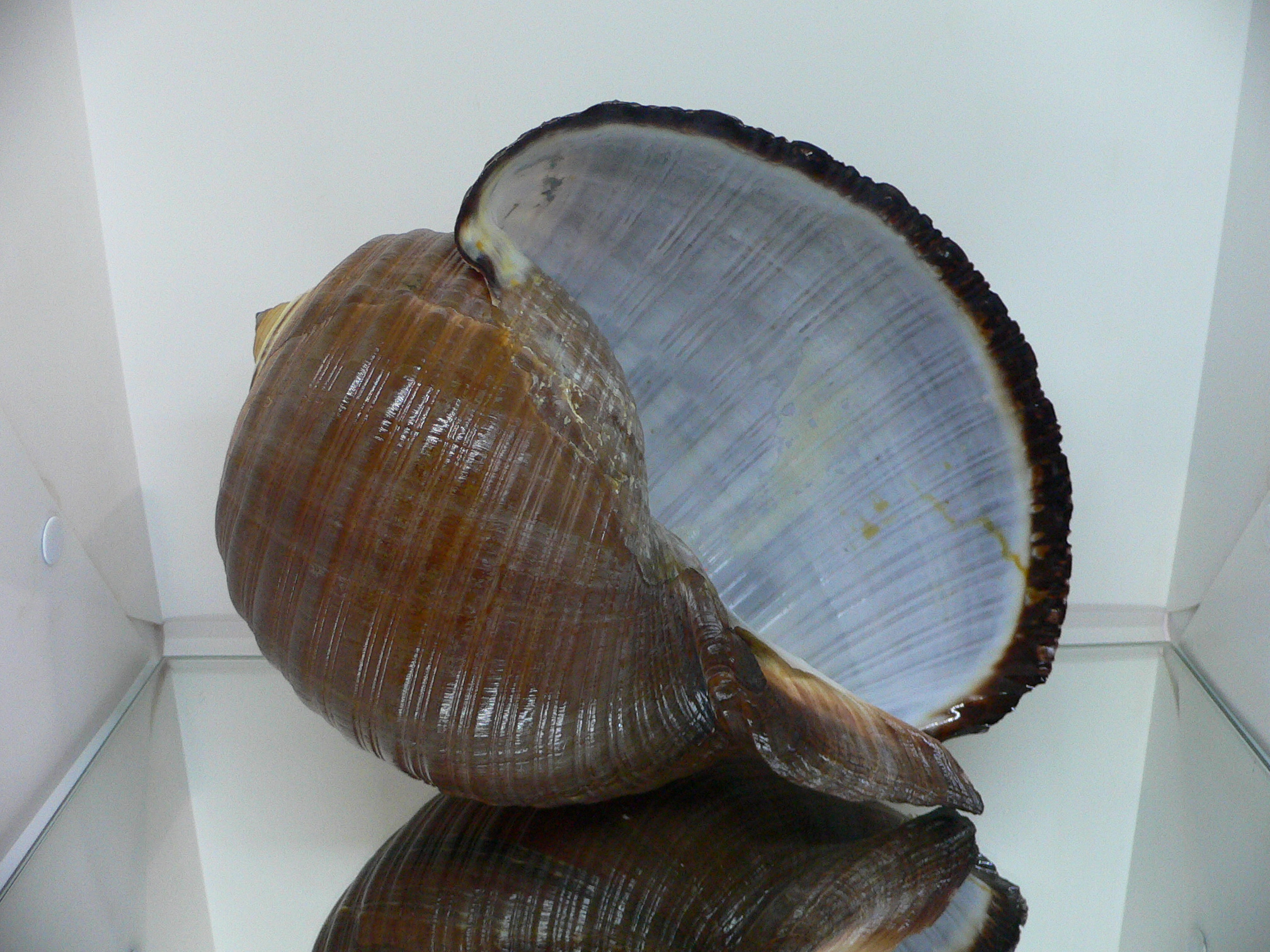 Tonna zonata BIG & RARE, IDEAL + FLOWER