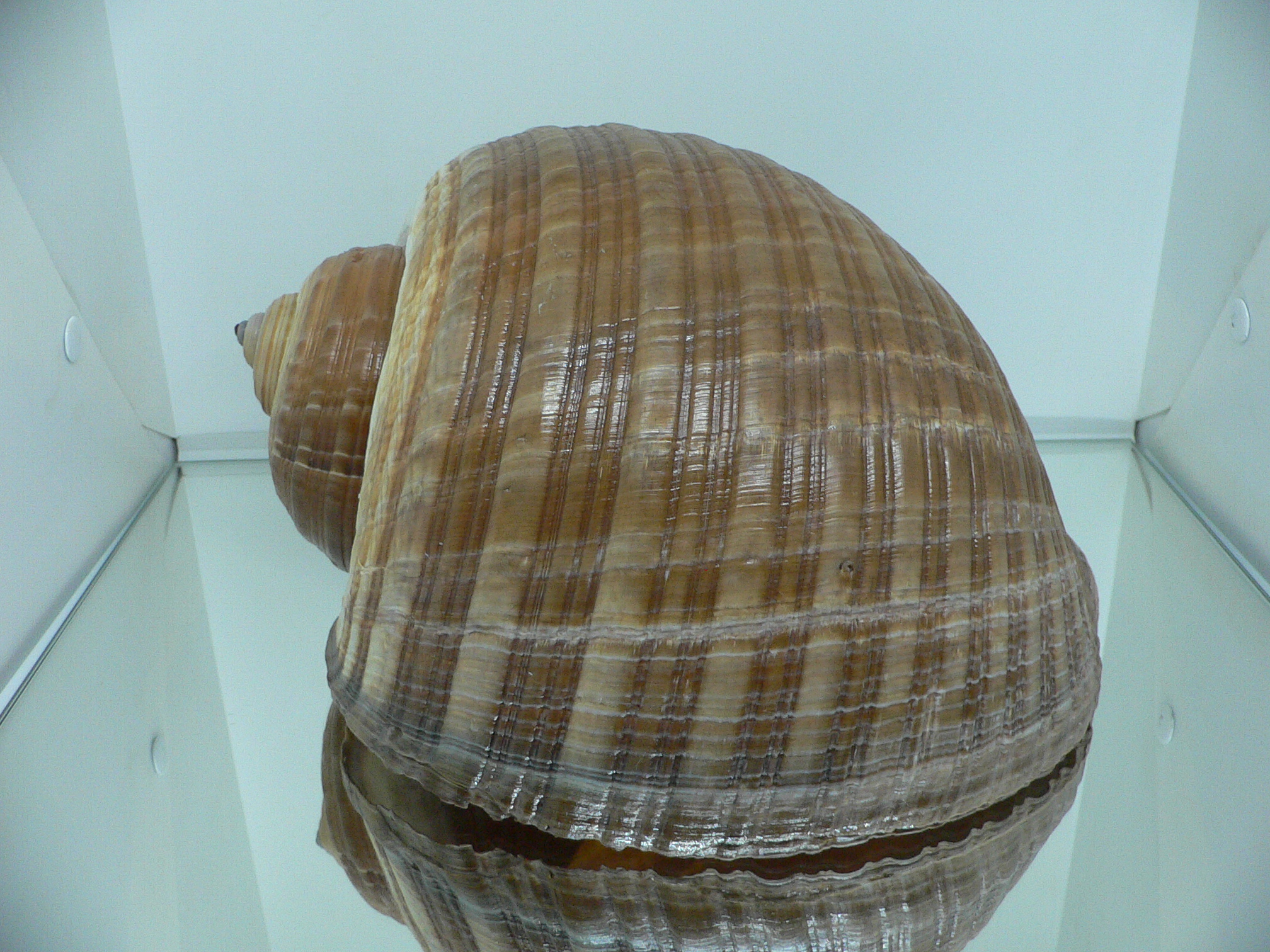 Tonna zonata BIG & RARE