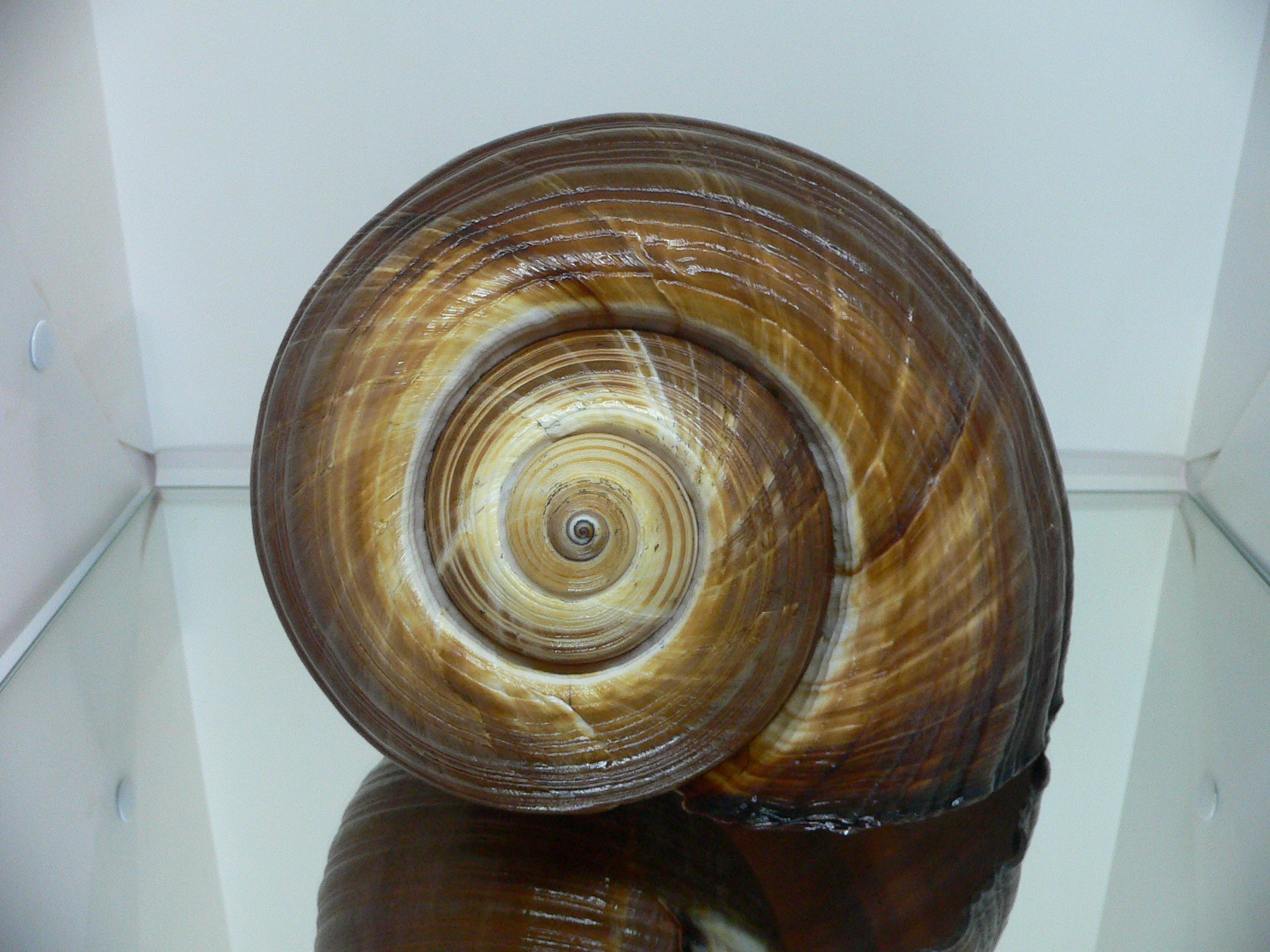Tonna zonata BIG & RARE, IDEAL + FLOWER