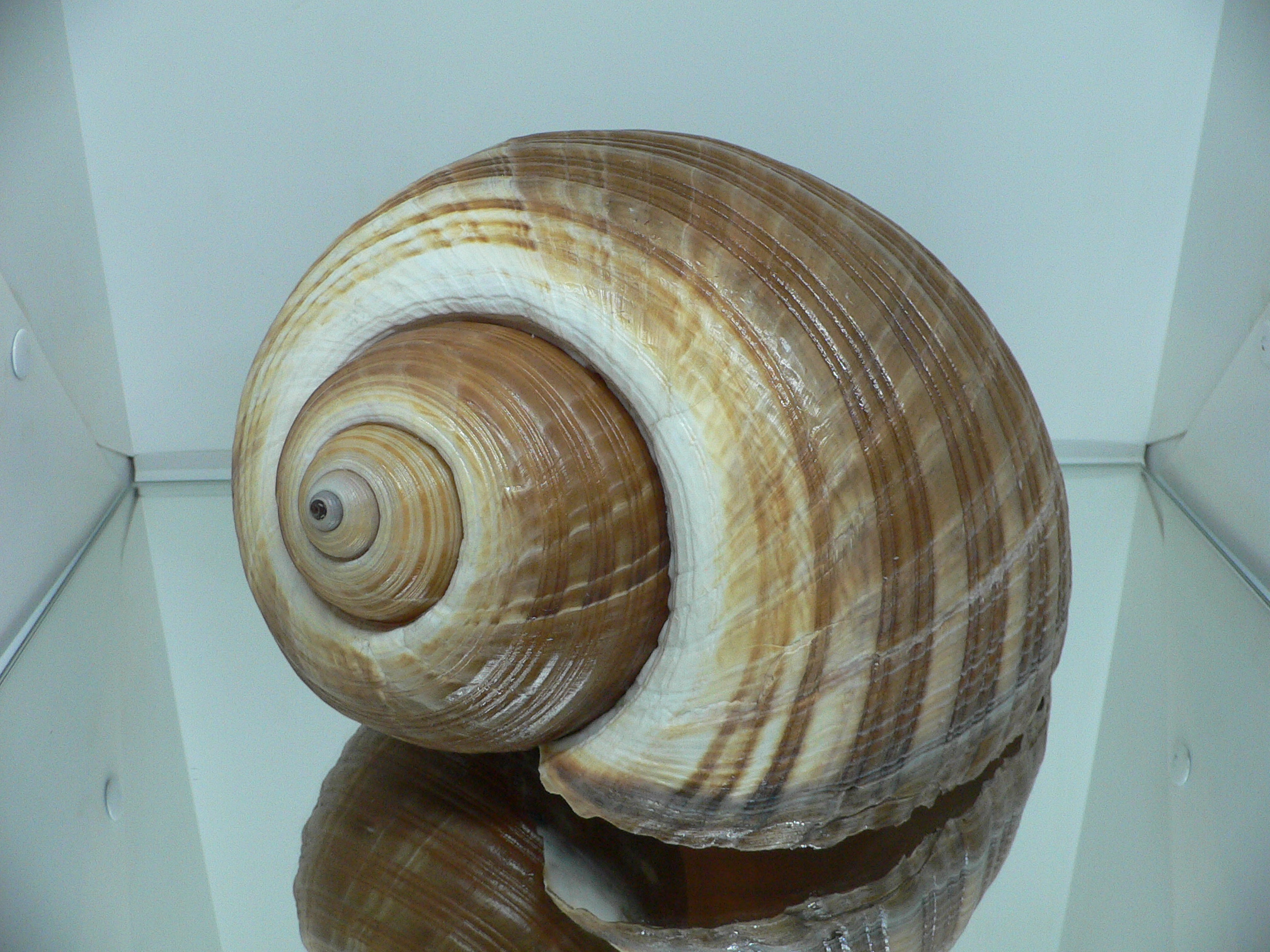 Tonna zonata BIG & RARE