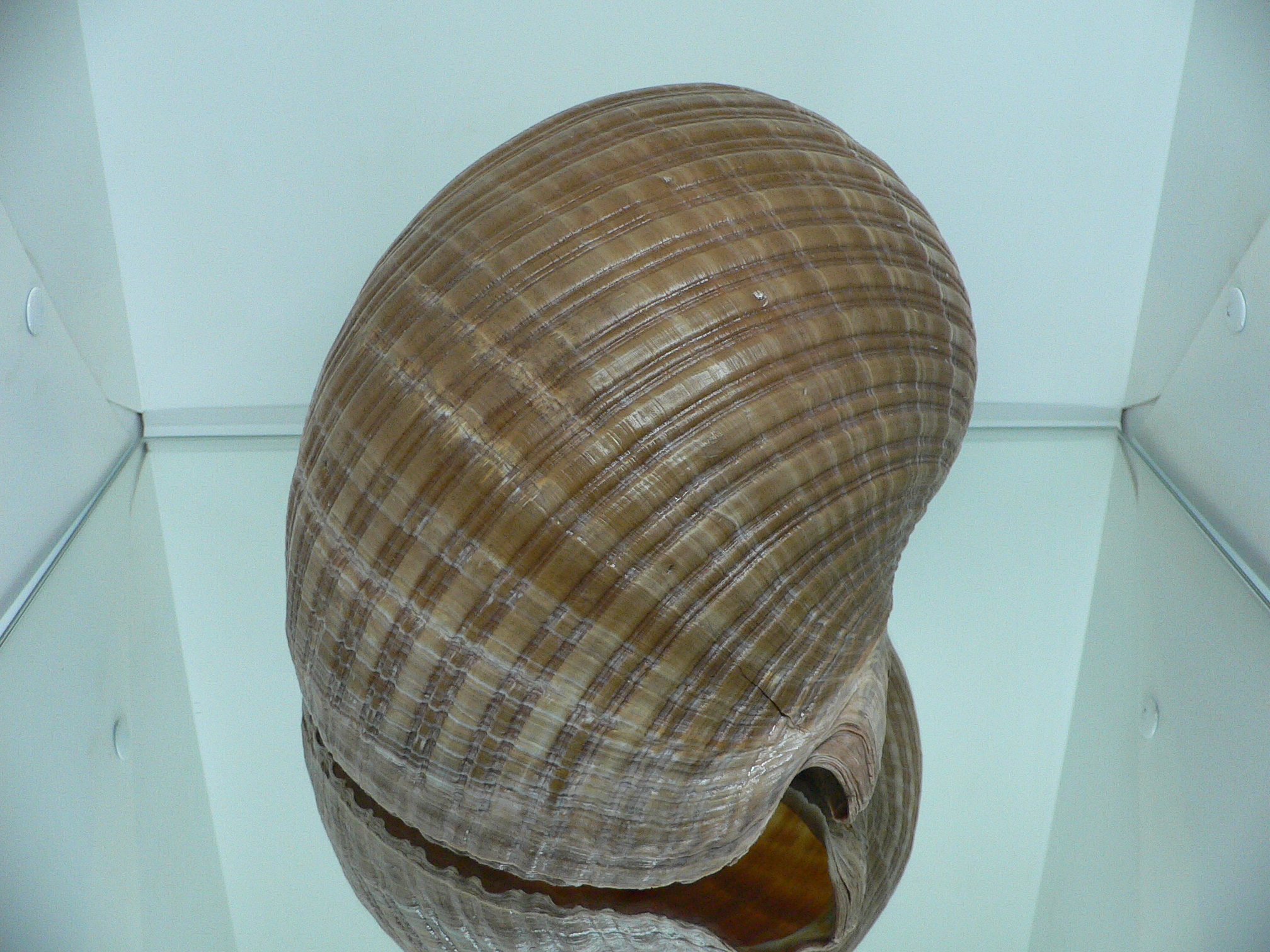 Tonna zonata BIG & RARE