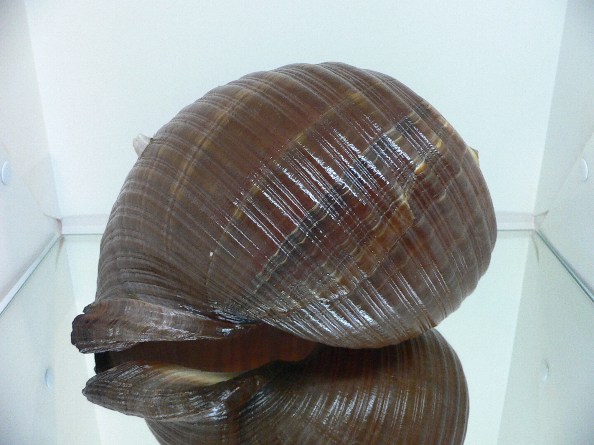 Tonna zonata BIG & RARE, IDEAL + FLOWER