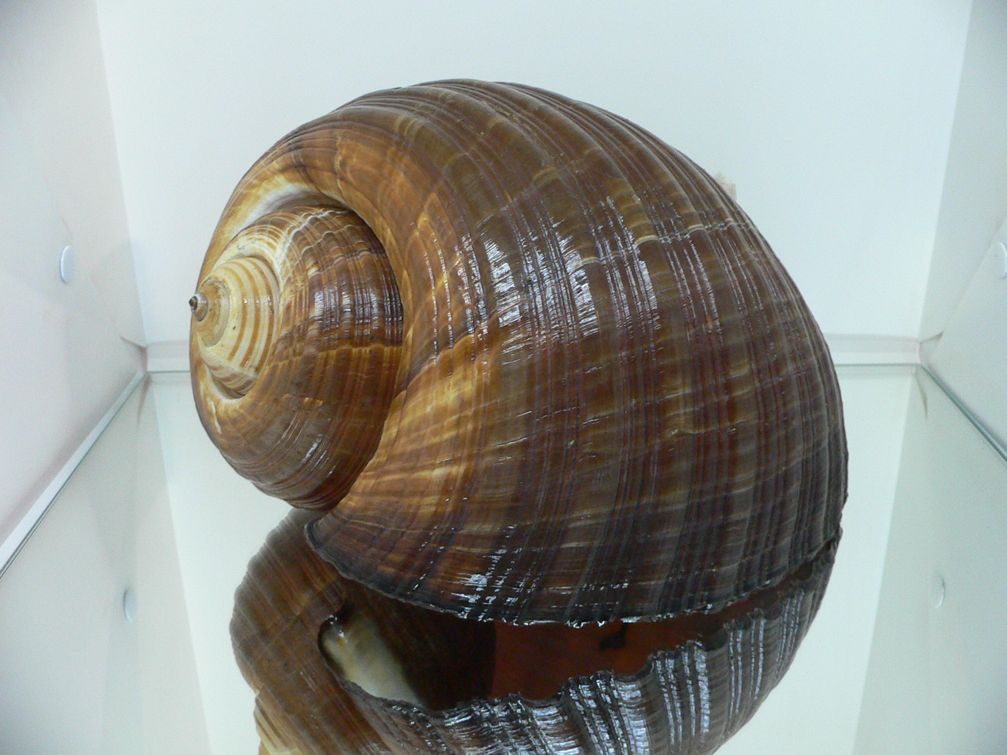 Tonna zonata BIG & RARE, IDEAL + FLOWER