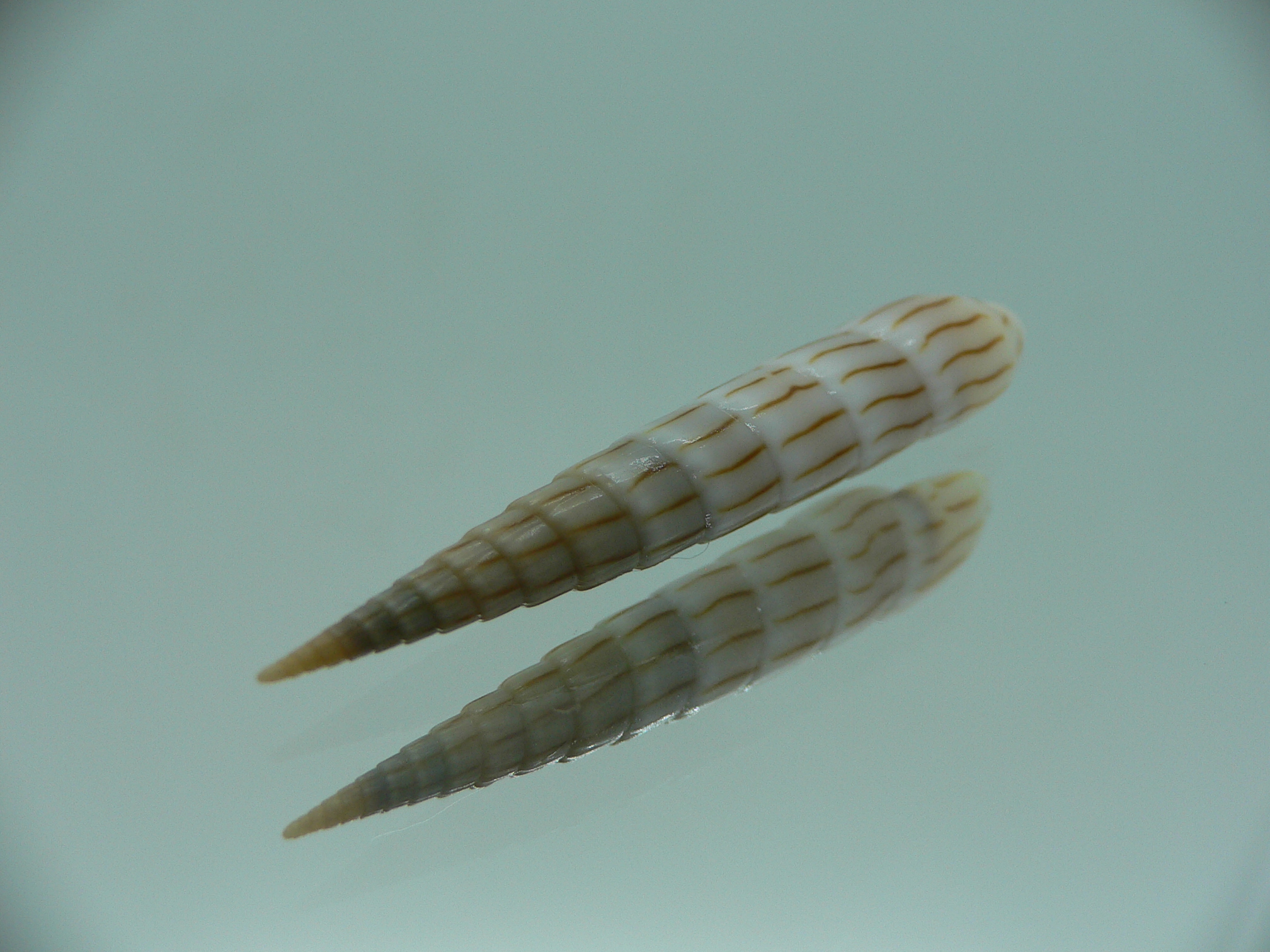 Hastula lanceata IDEAL