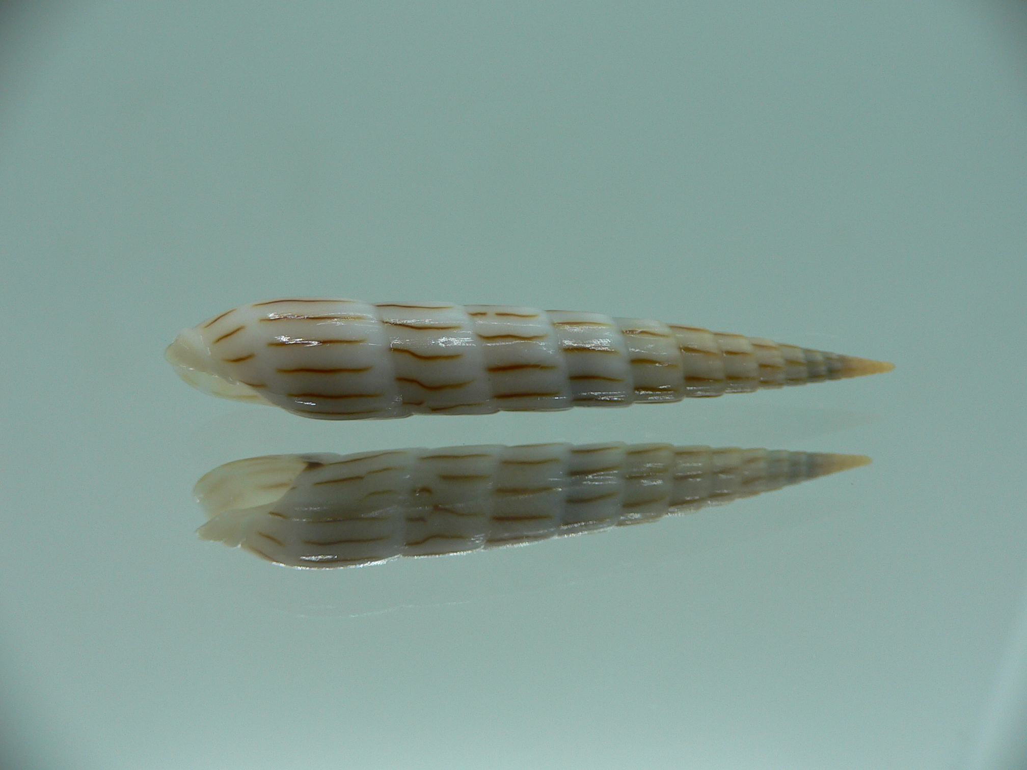 Hastula lanceata IDEAL