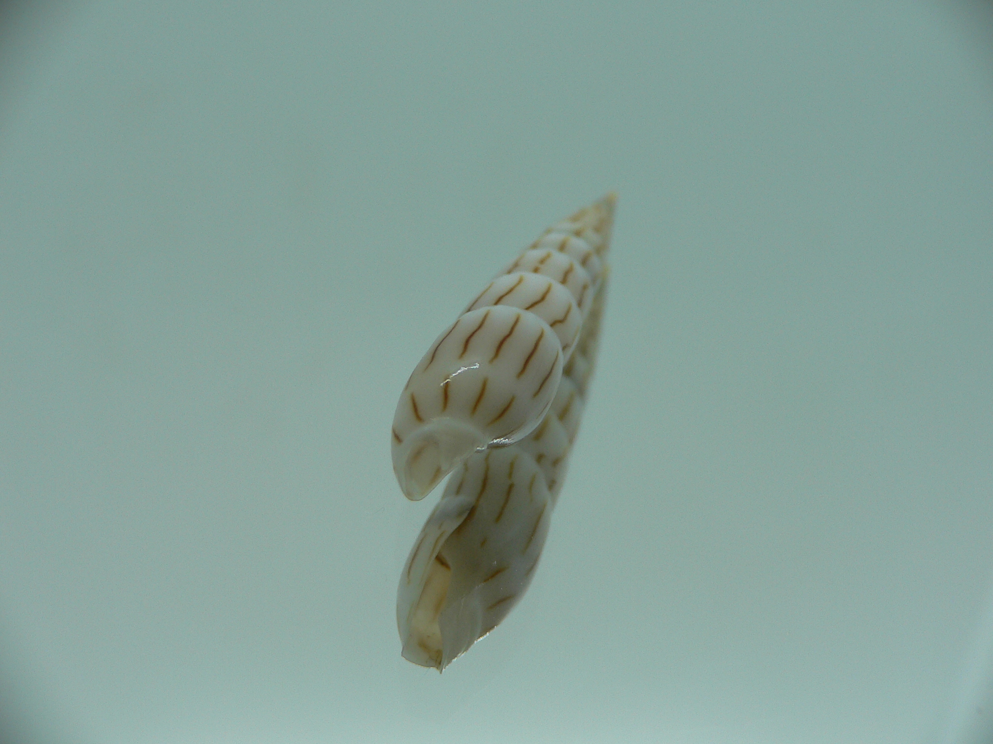 Hastula lanceata IDEAL