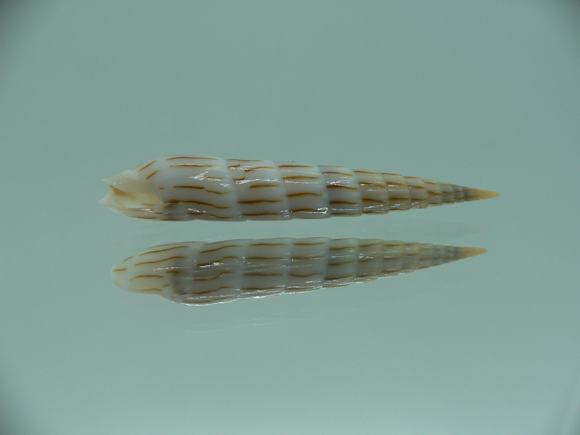 Hastula lanceata IDEAL