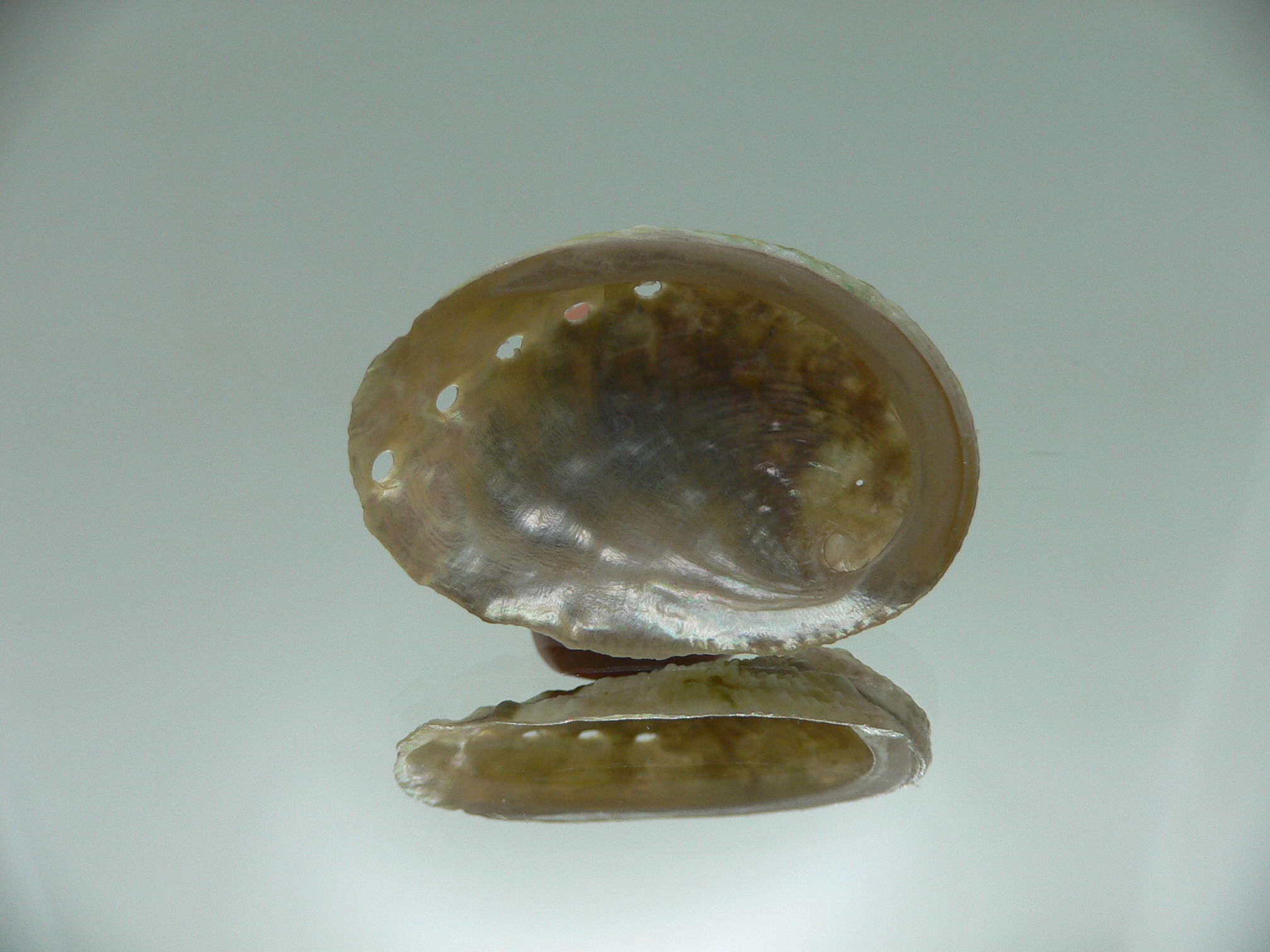 Haliotis varia DWARF & MOTLEY