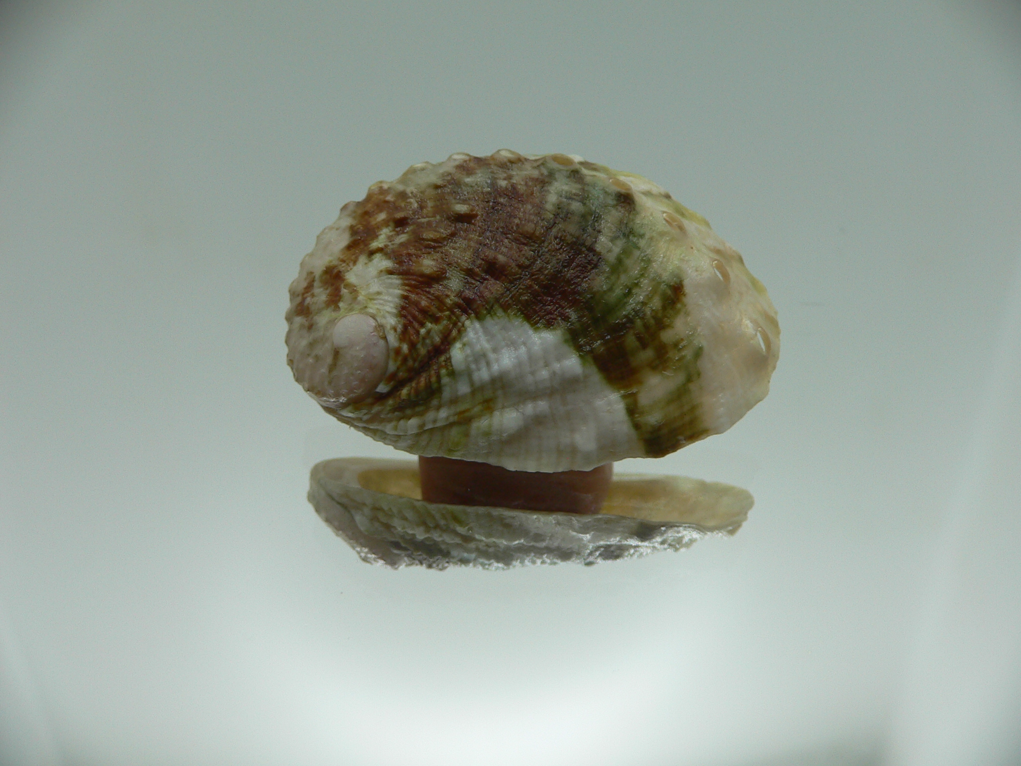 Haliotis varia DWARF & MOTLEY