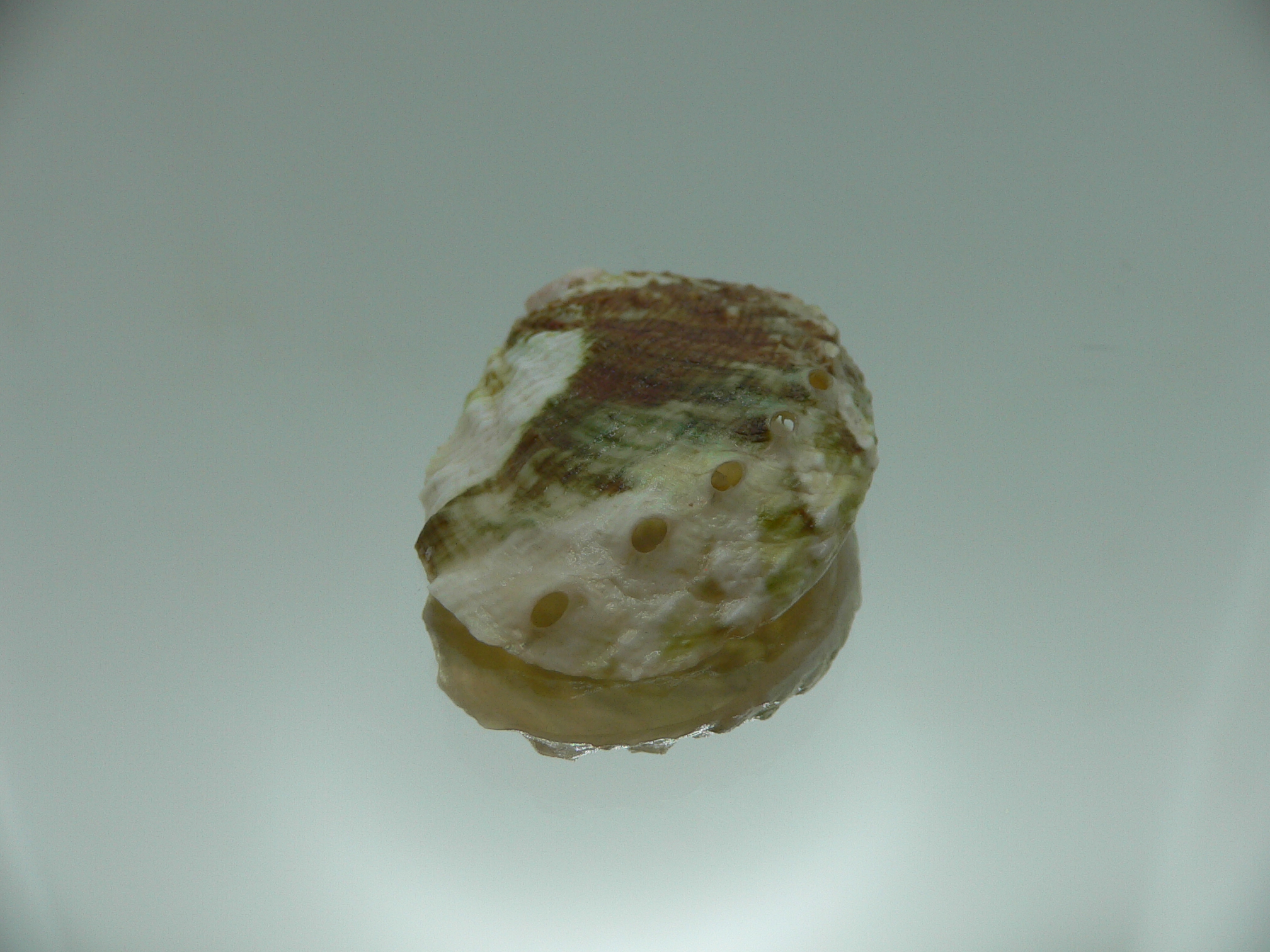 Haliotis varia DWARF & MOTLEY