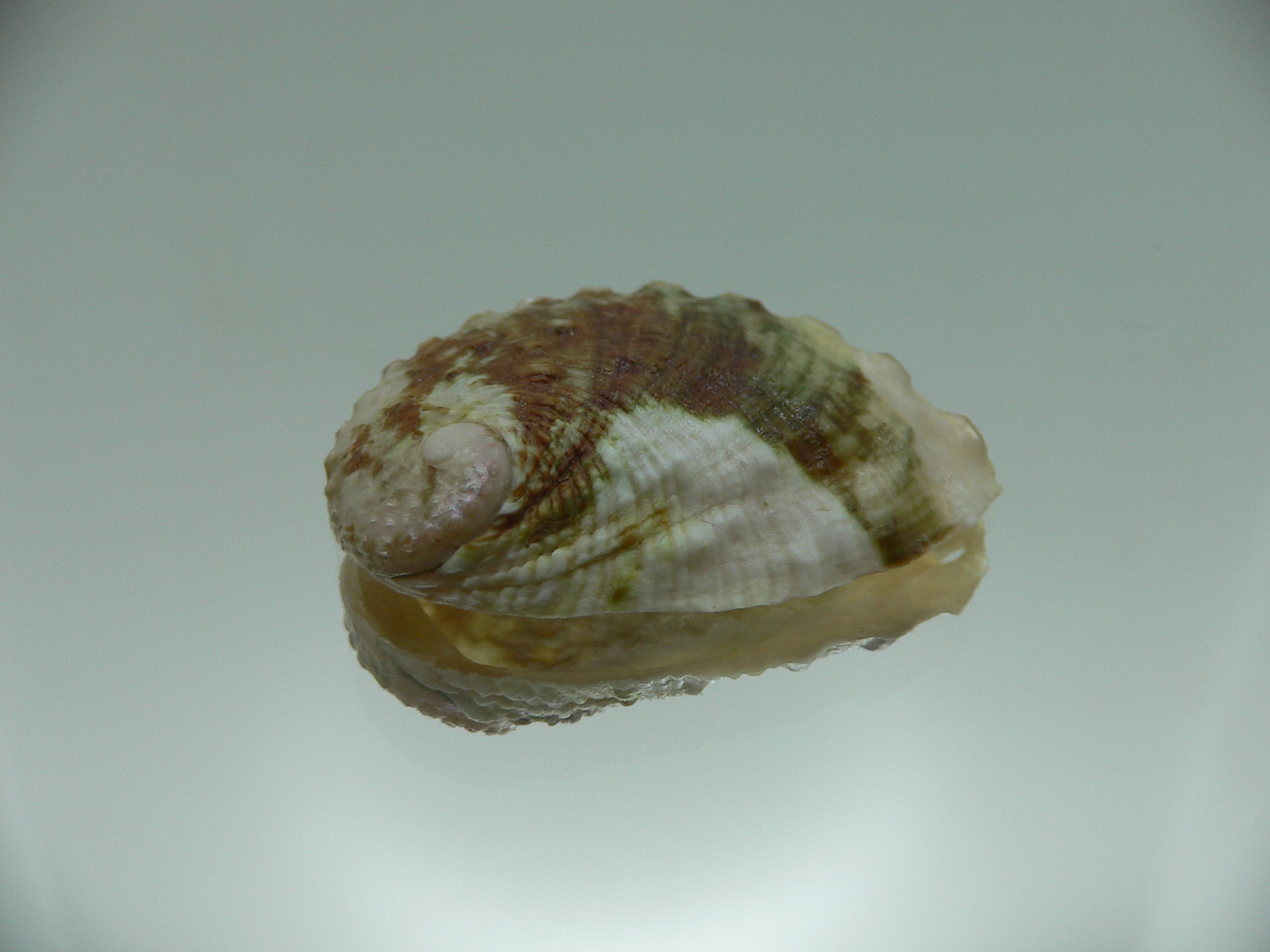 Haliotis varia DWARF & MOTLEY