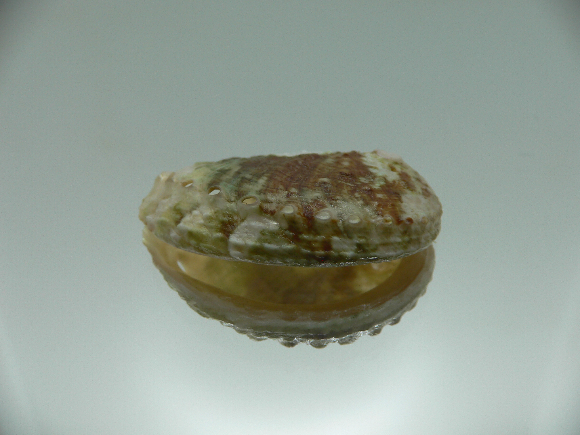 Haliotis varia DWARF & MOTLEY