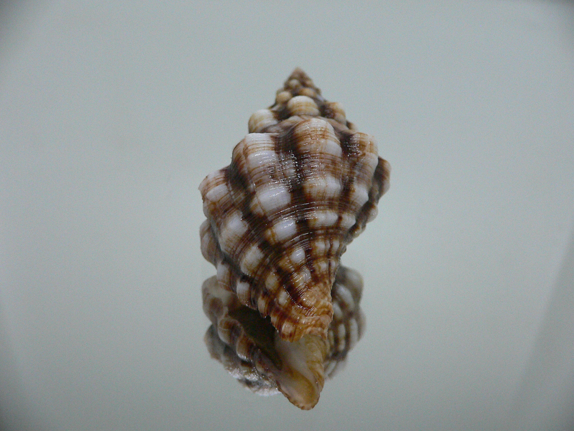 Leucozonia cerata ELONGATE