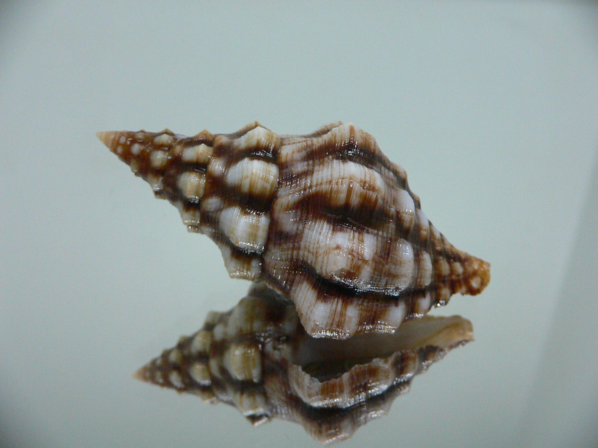 Leucozonia cerata ELONGATE