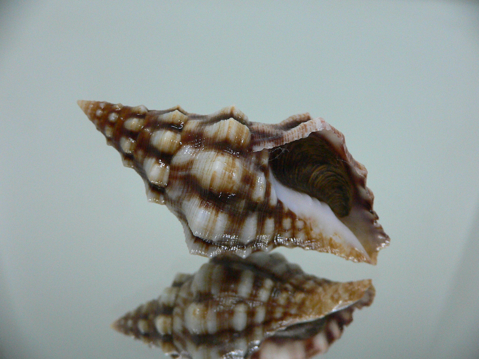 Leucozonia cerata ELONGATE