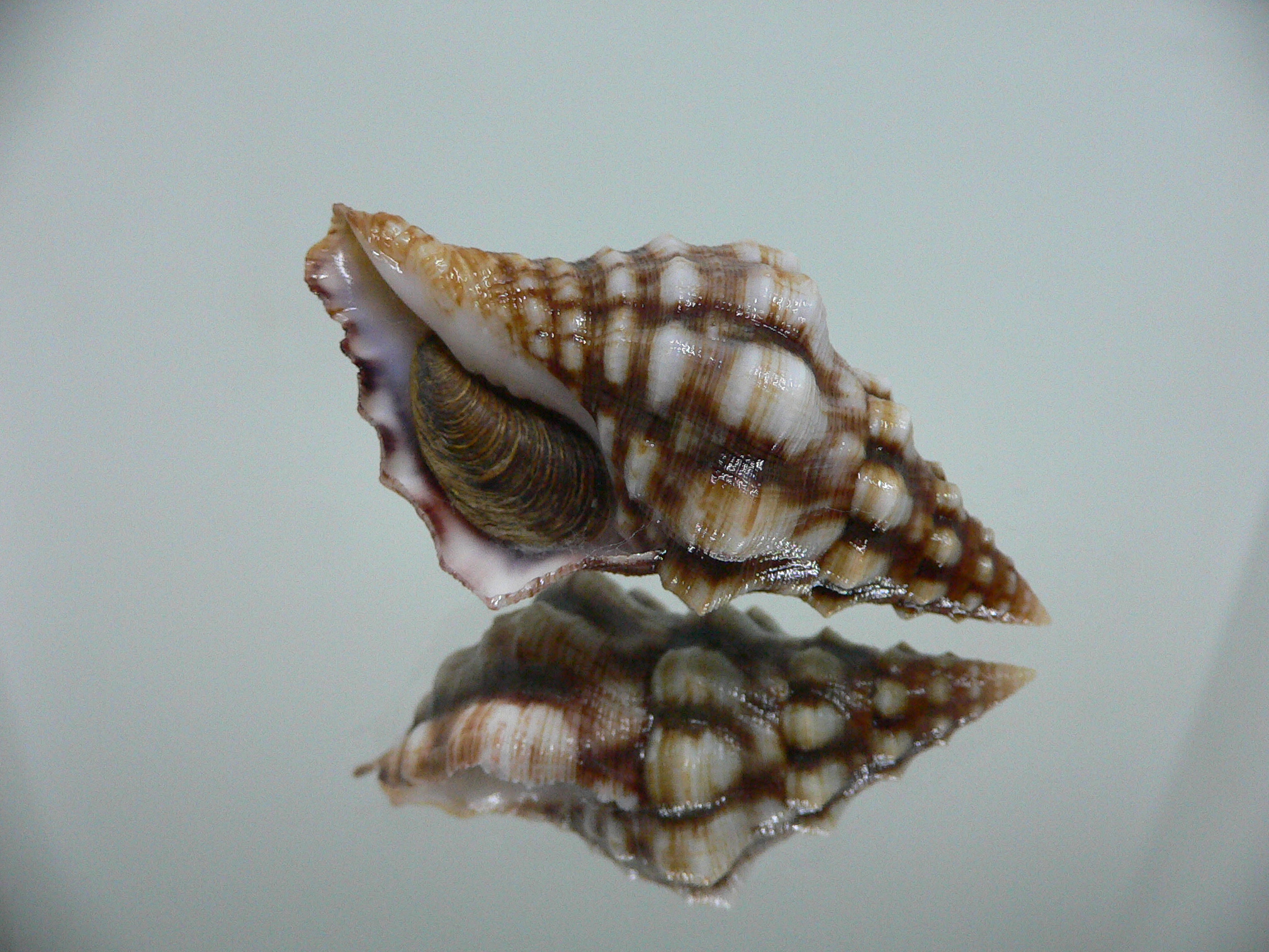 Leucozonia cerata ELONGATE