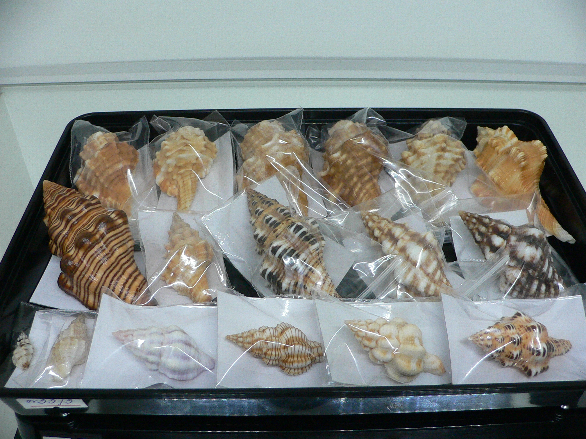 Leucozonia cerata ELONGATE