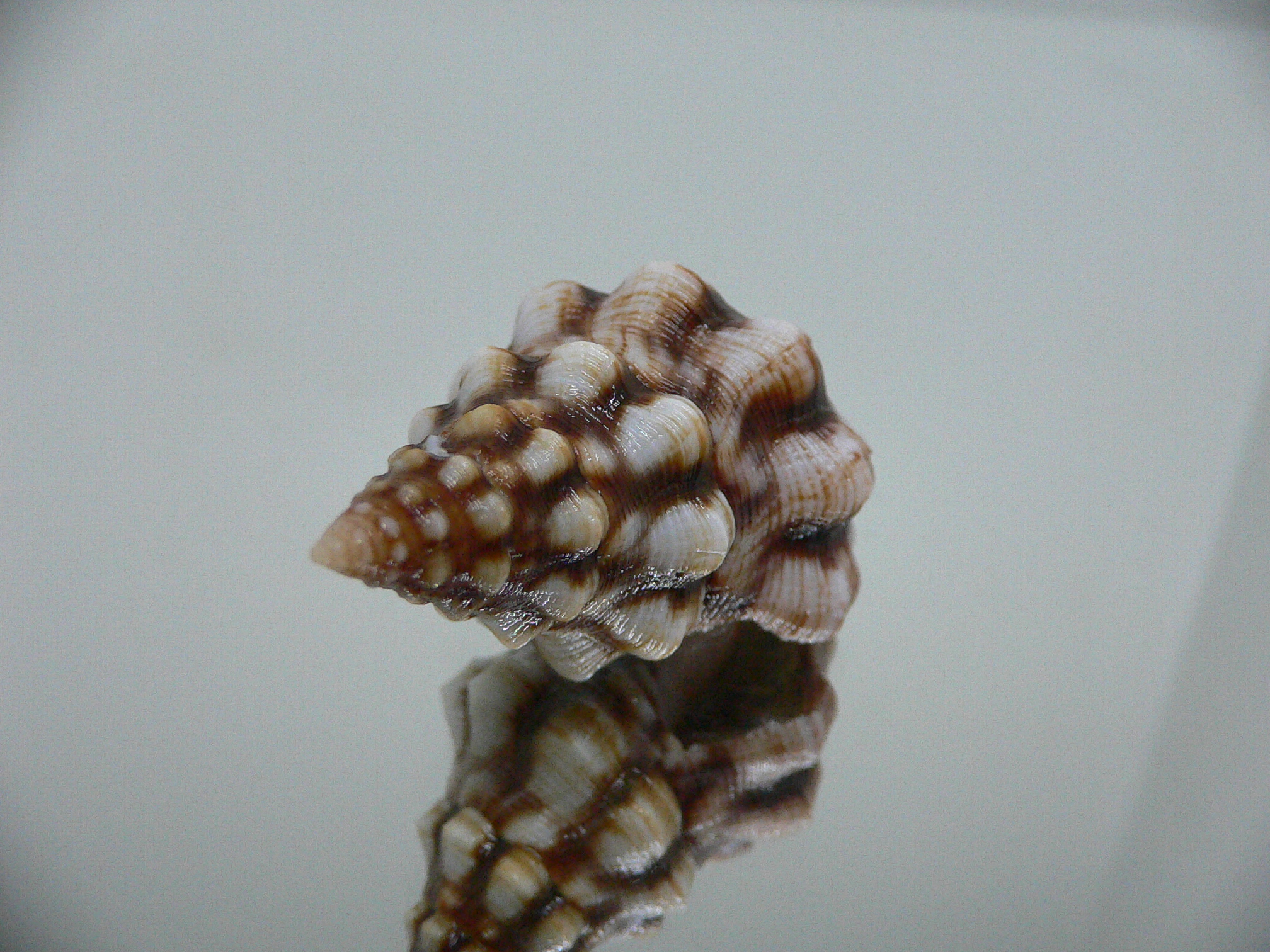 Leucozonia cerata ELONGATE