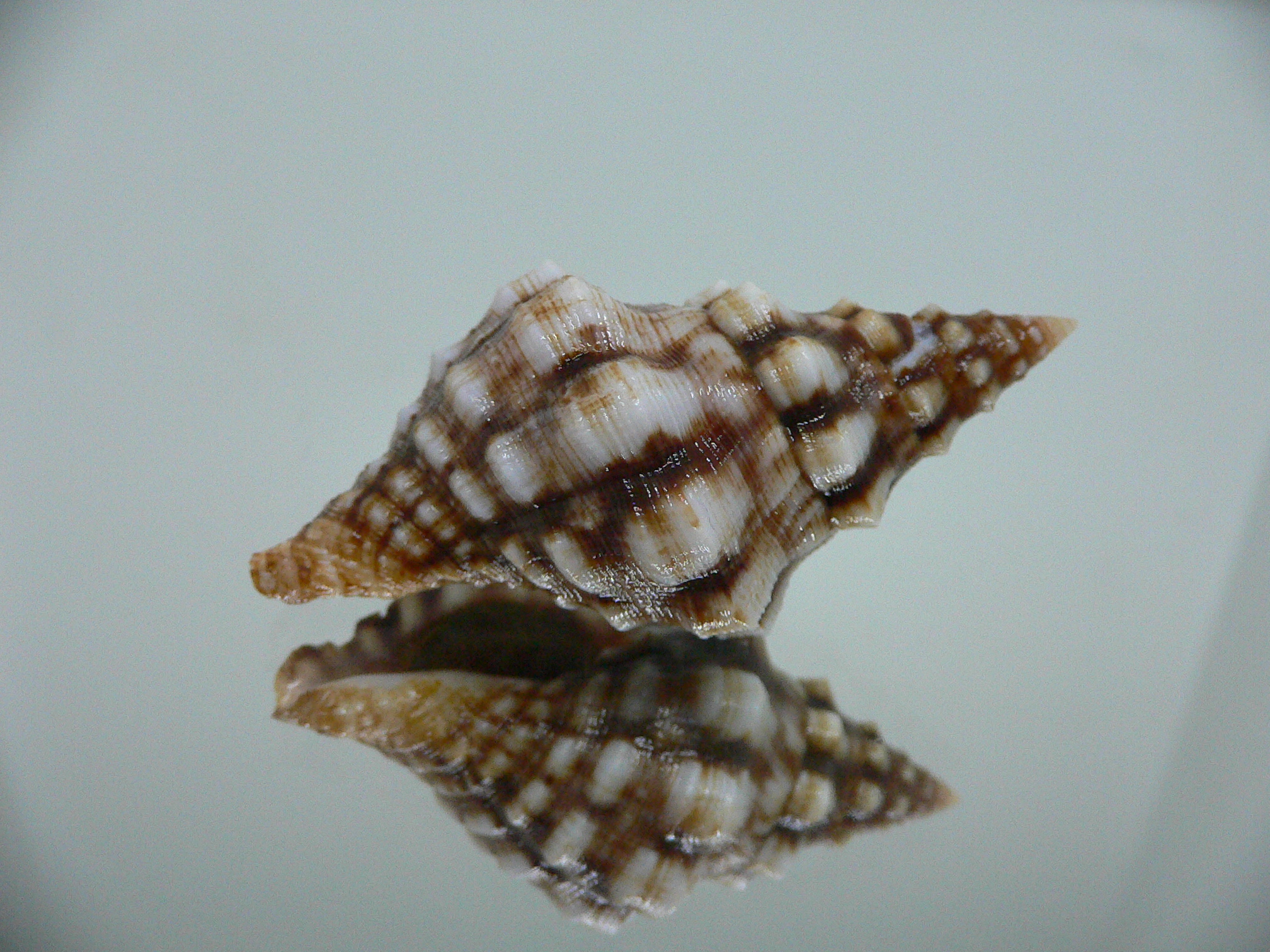 Leucozonia cerata ELONGATE