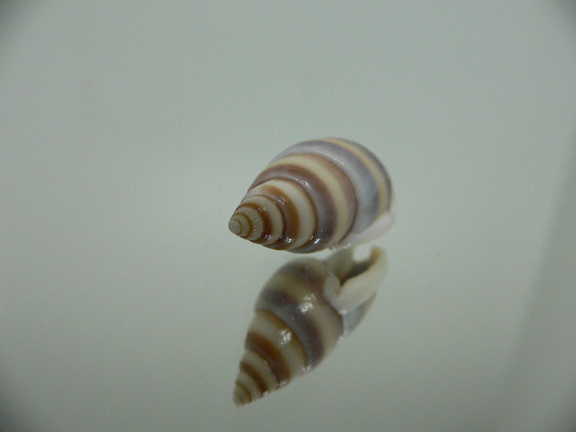 Nassarius succinctus VERY BIG & STRIPES