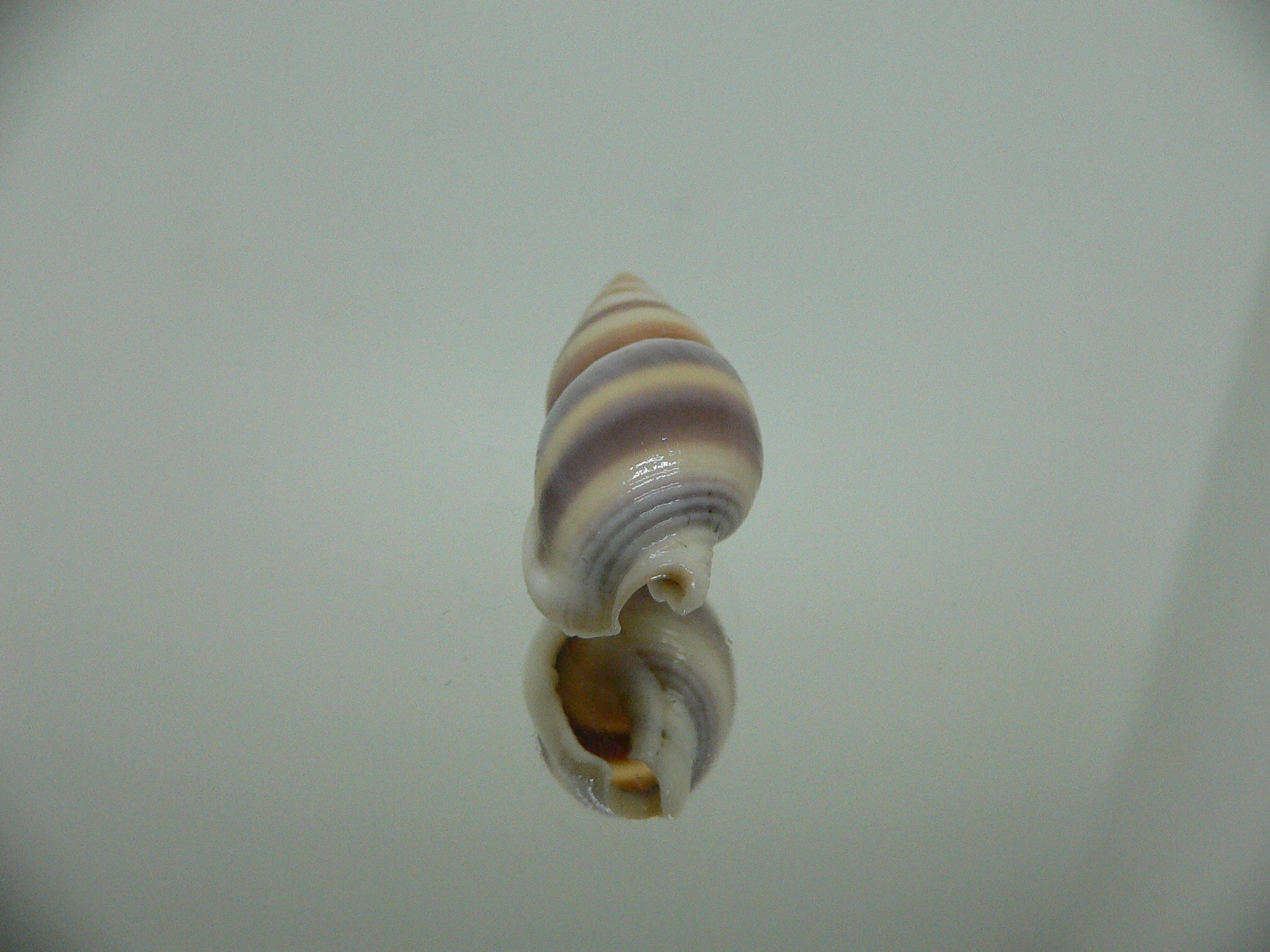 Nassarius succinctus VERY BIG & STRIPES