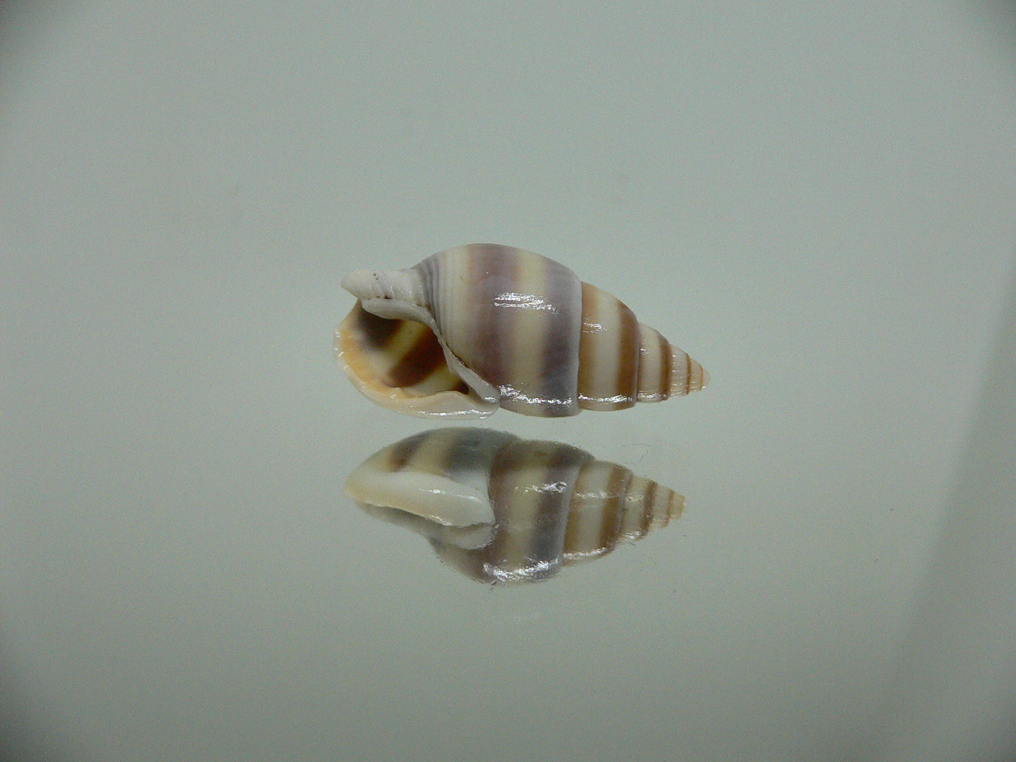 Nassarius succinctus VERY BIG & STRIPES