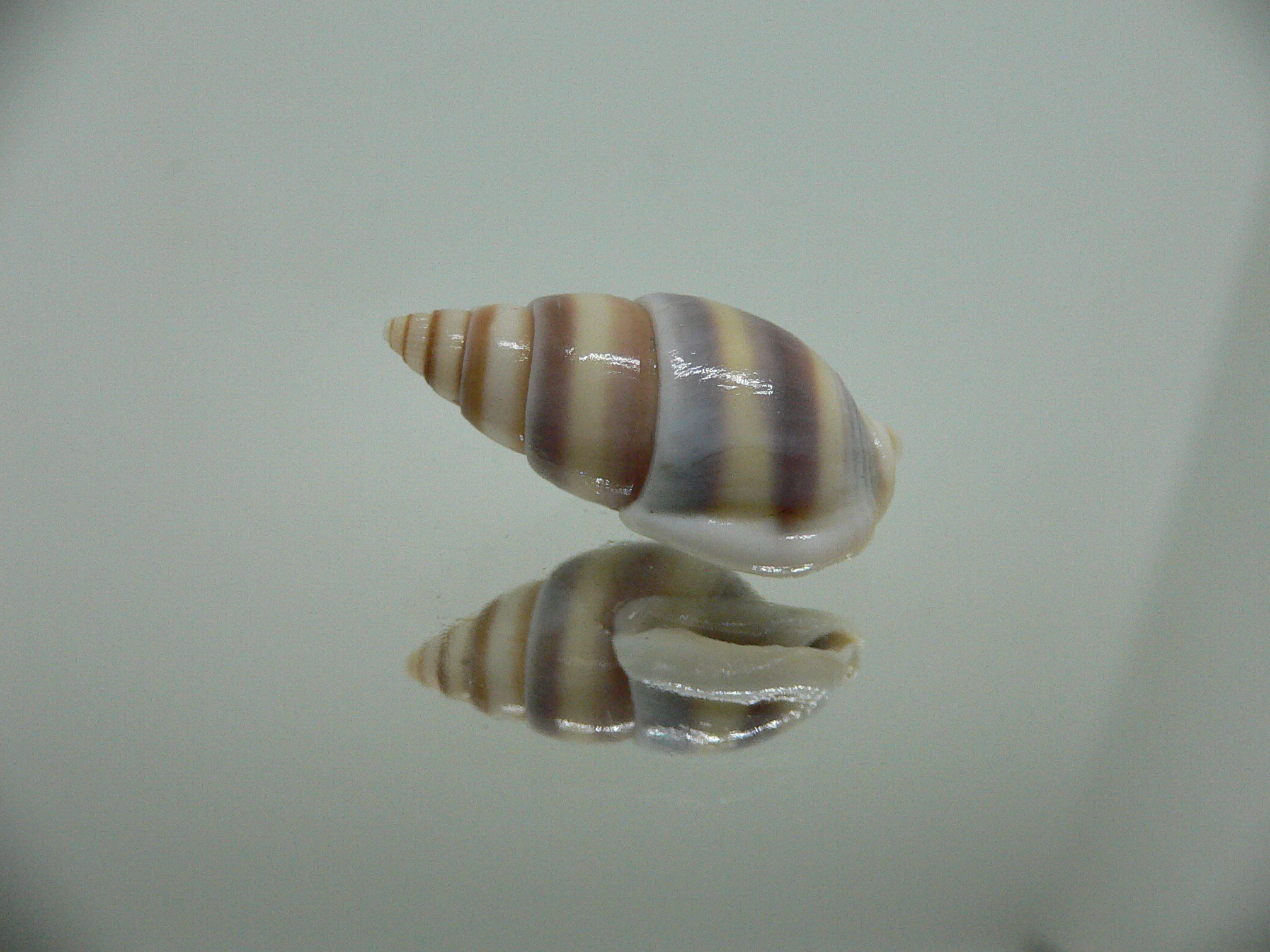 Nassarius succinctus VERY BIG & STRIPES