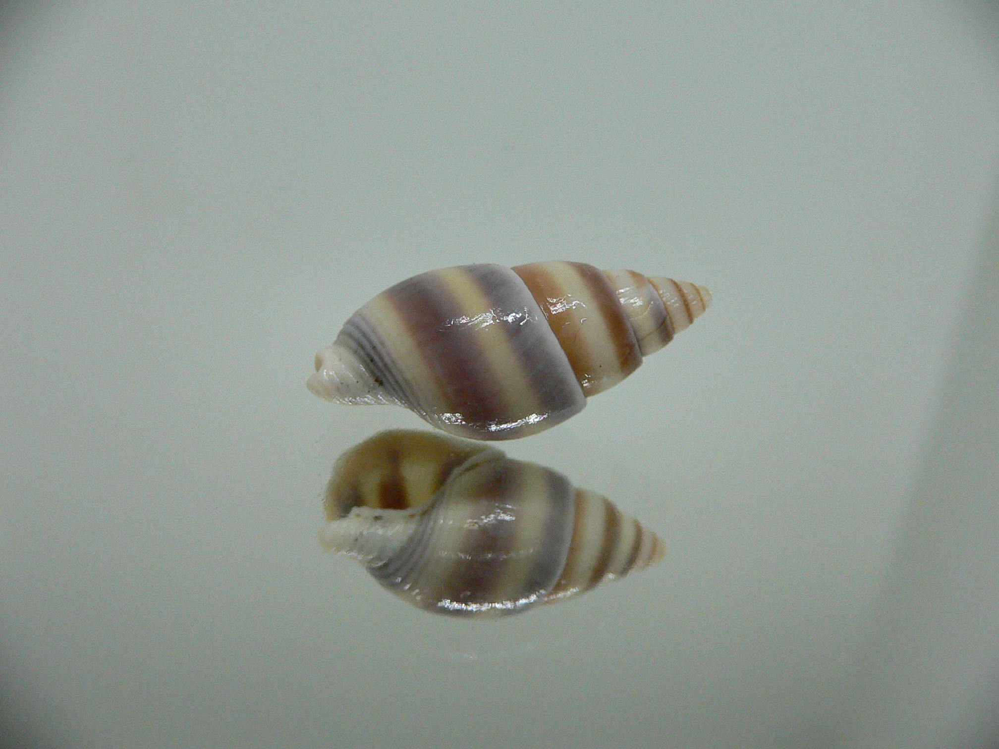 Nassarius succinctus VERY BIG & STRIPES