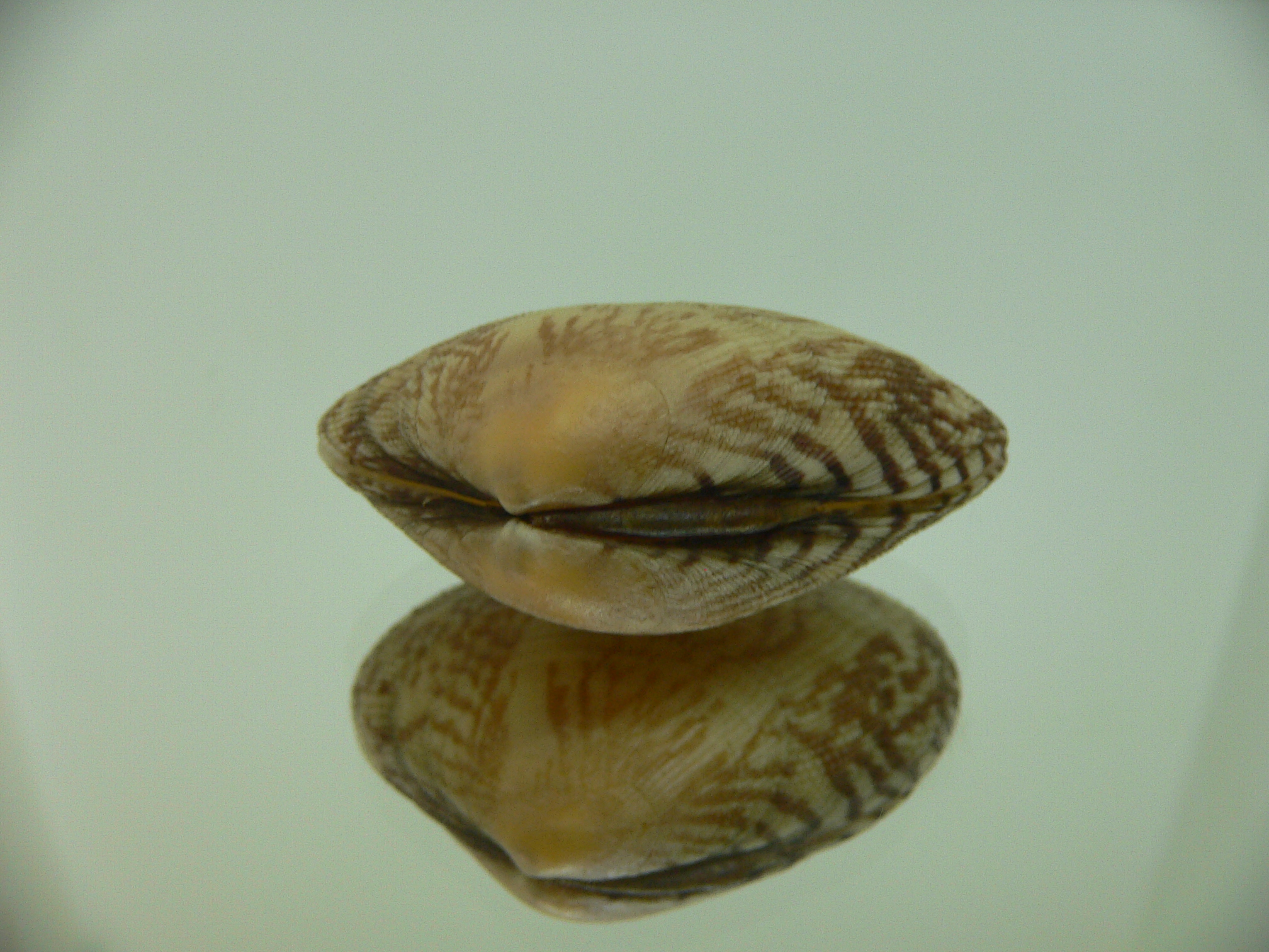Venerupis aspera IDEAL