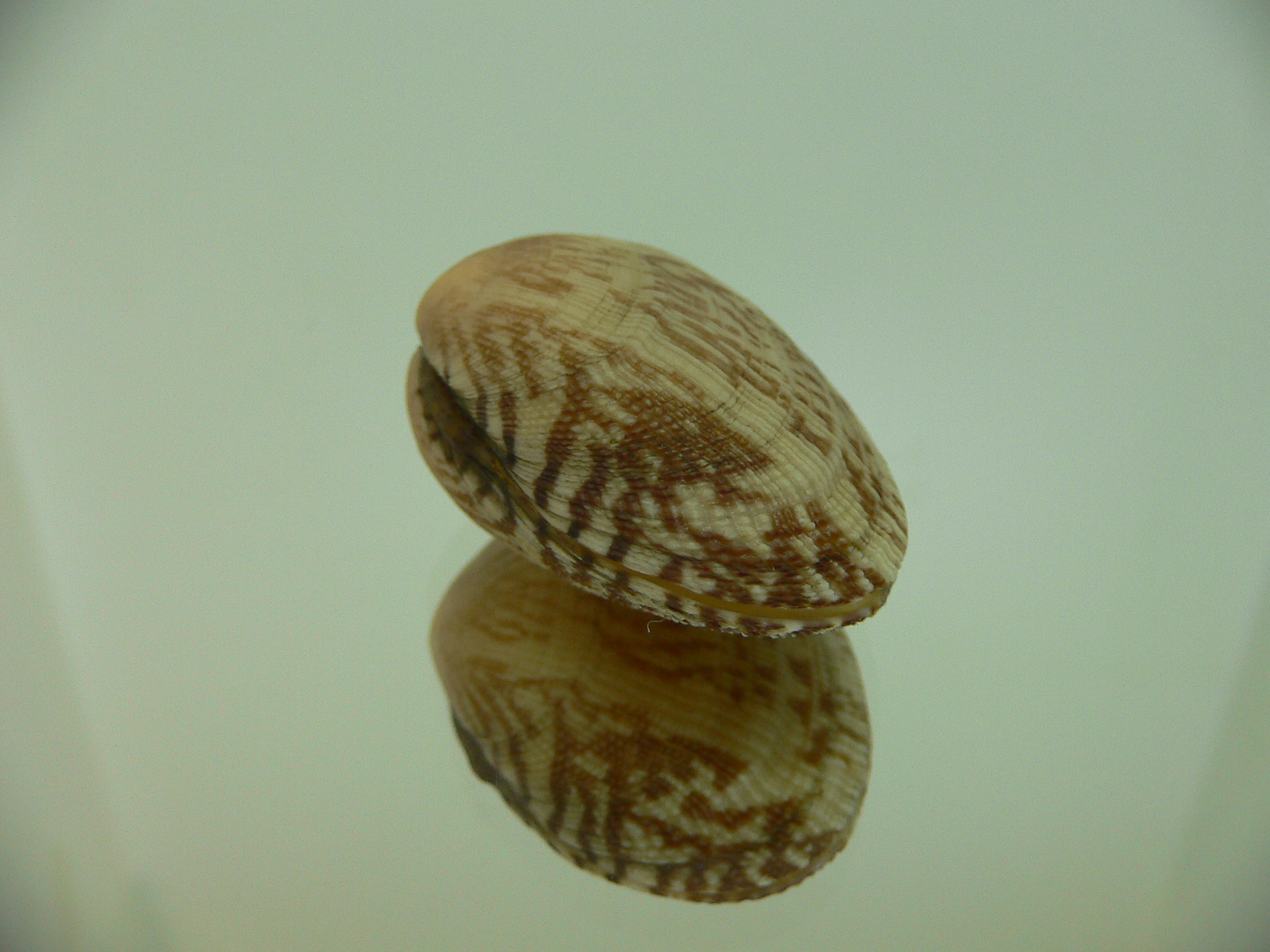 Venerupis aspera IDEAL