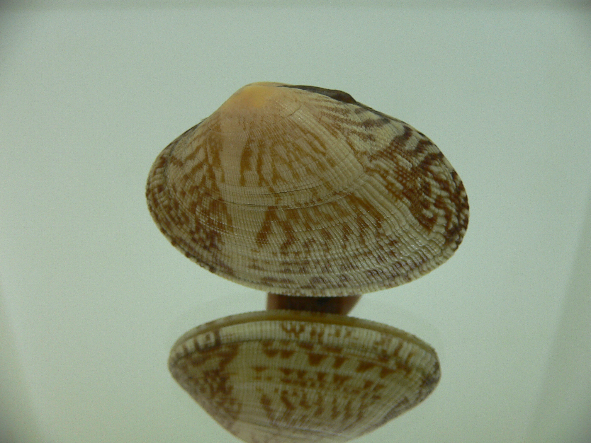 Venerupis aspera IDEAL