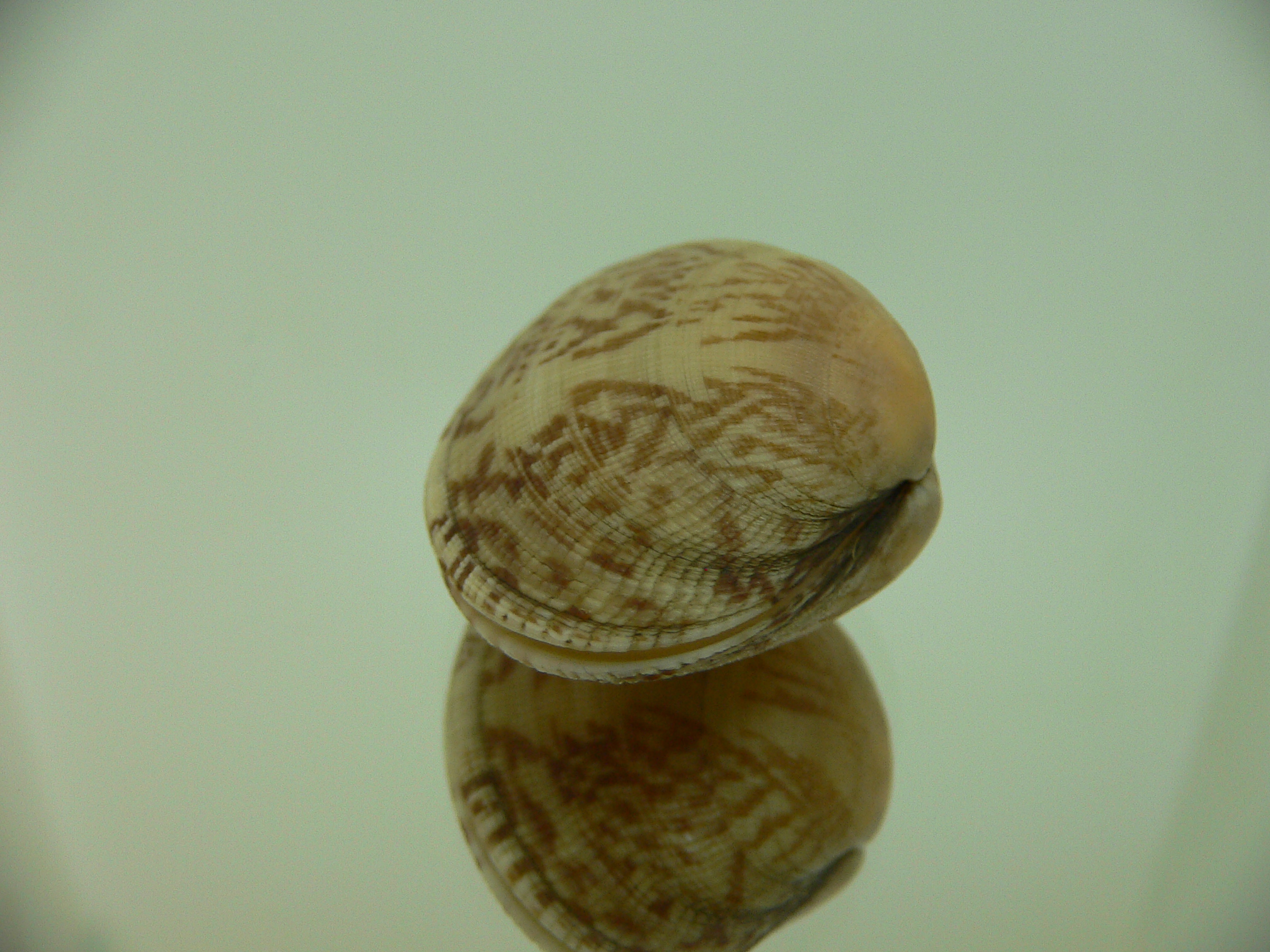 Venerupis aspera IDEAL