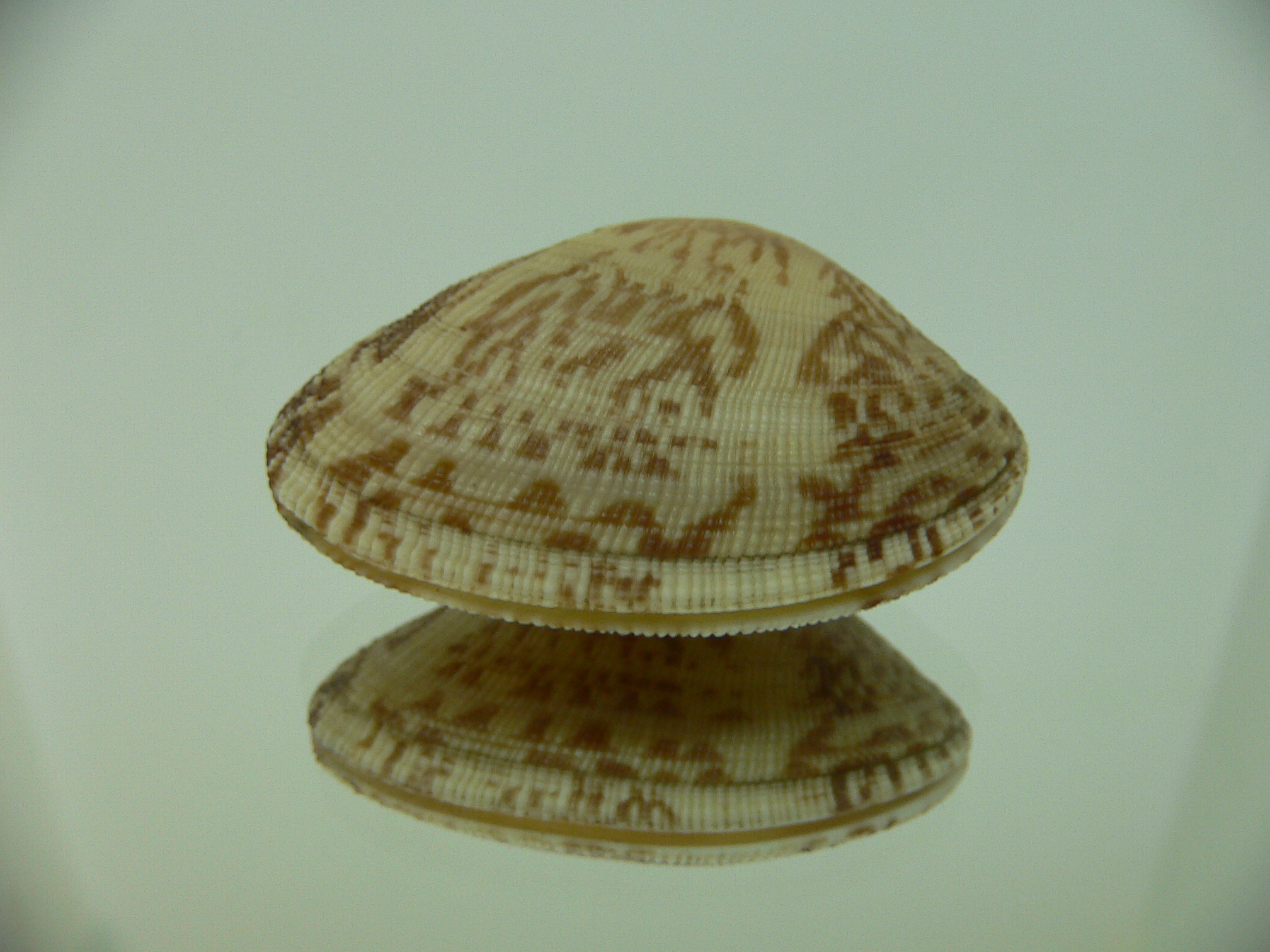 Venerupis aspera IDEAL