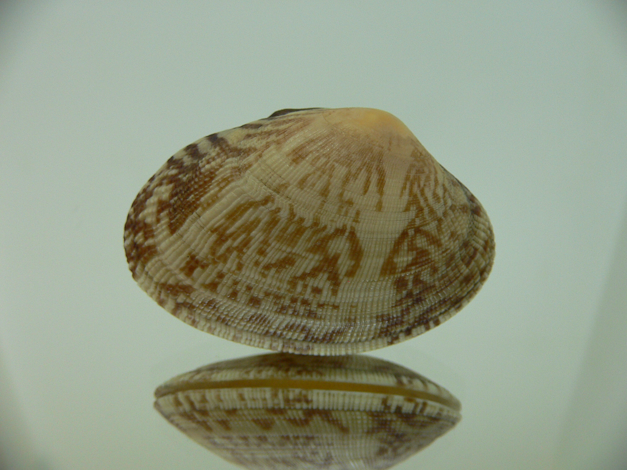Venerupis aspera IDEAL