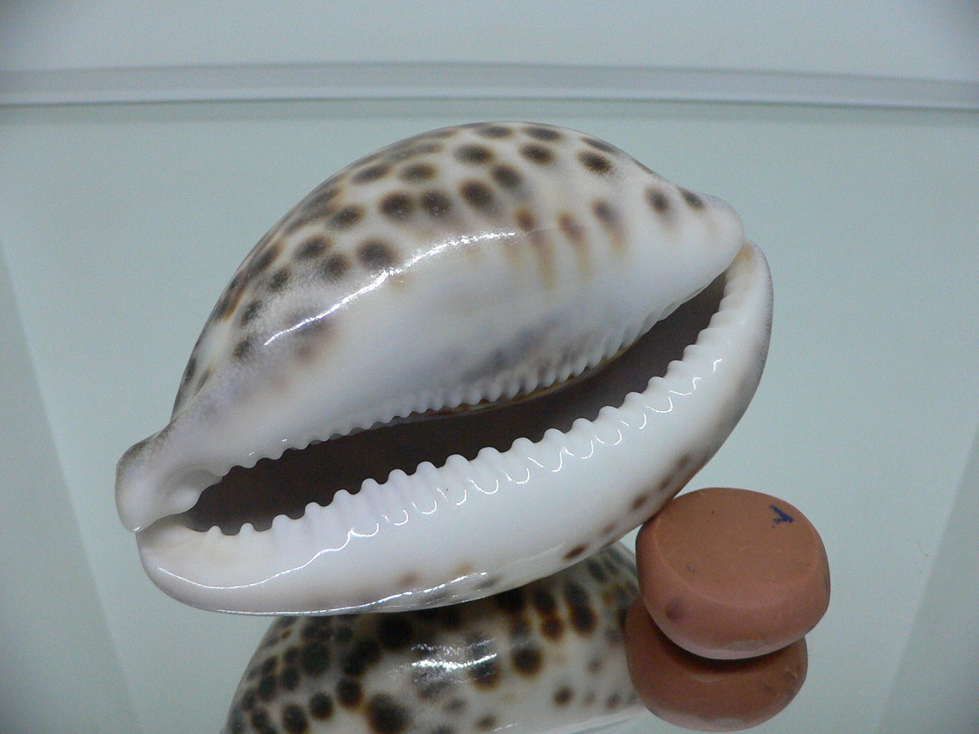 Cypraea tigris tigris LORD