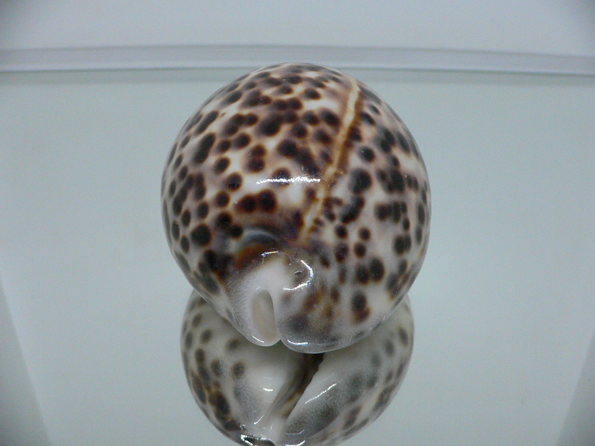 Cypraea tigris tigris LORD