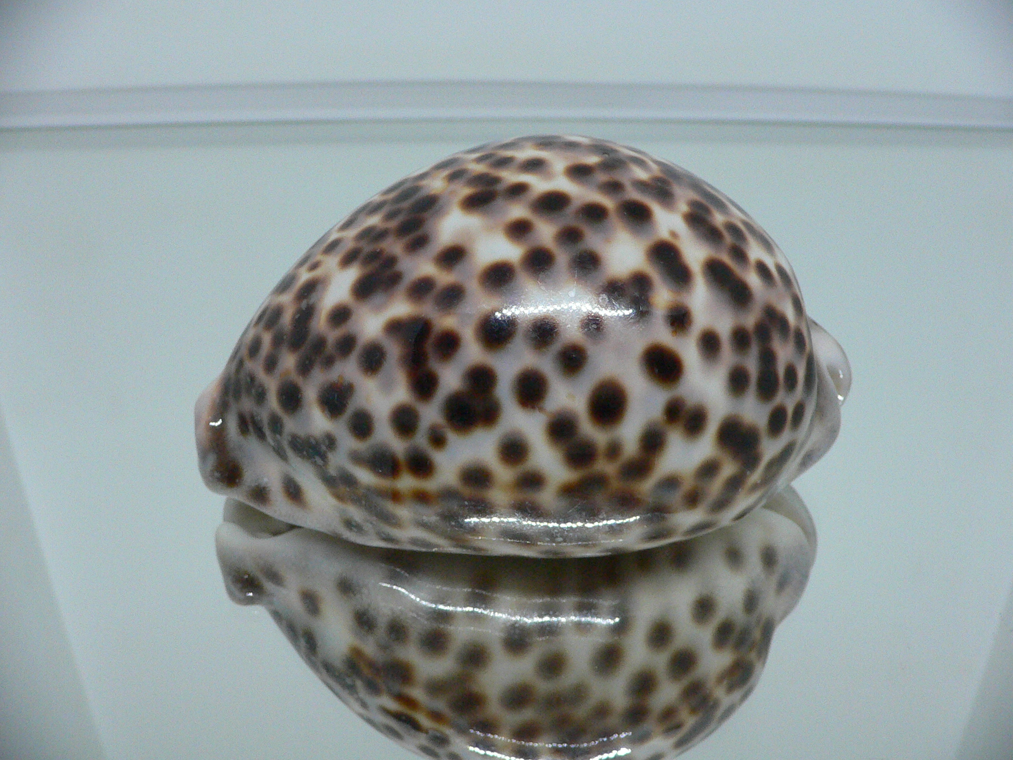 Cypraea tigris tigris LORD