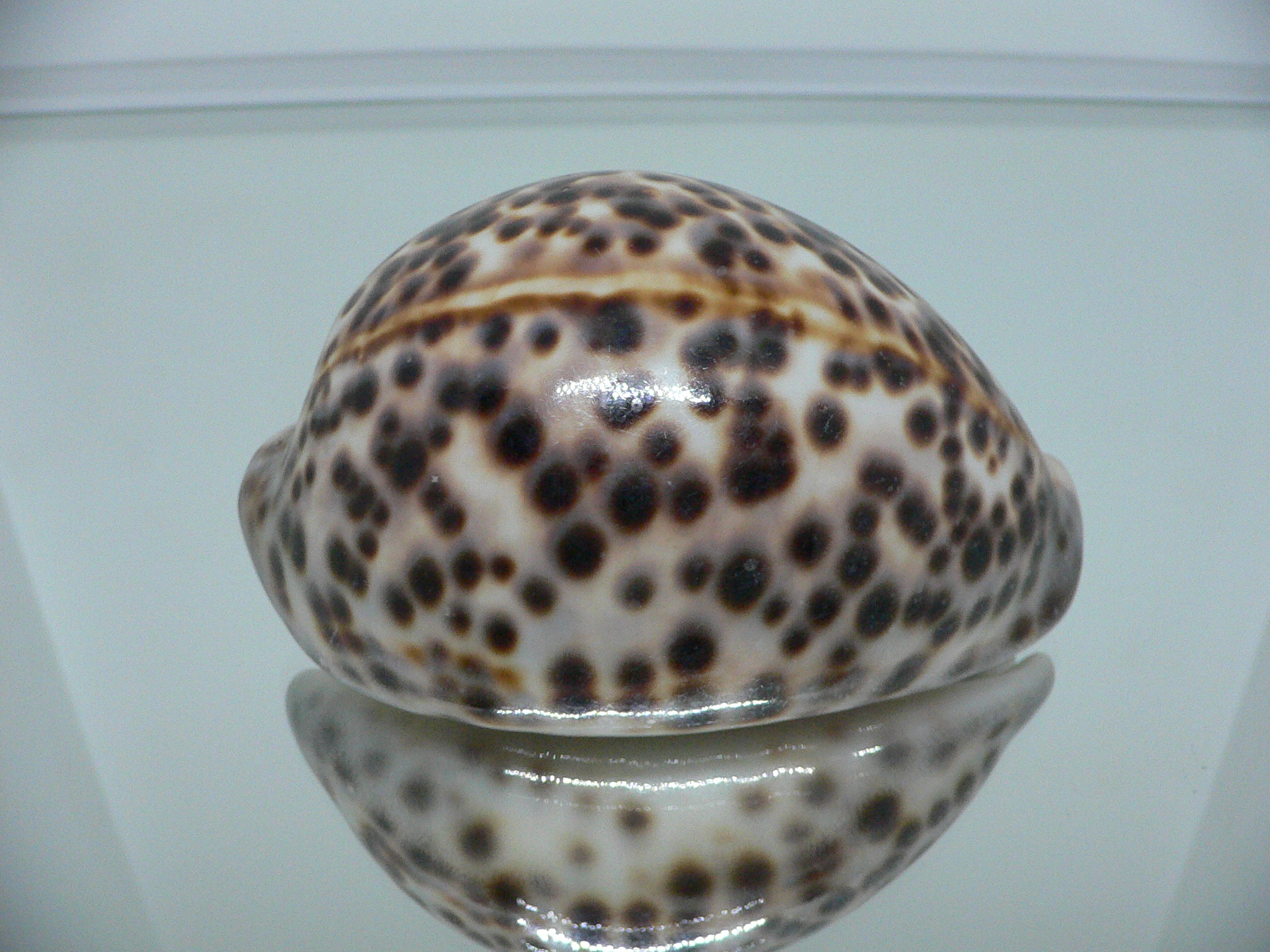 Cypraea tigris tigris LORD