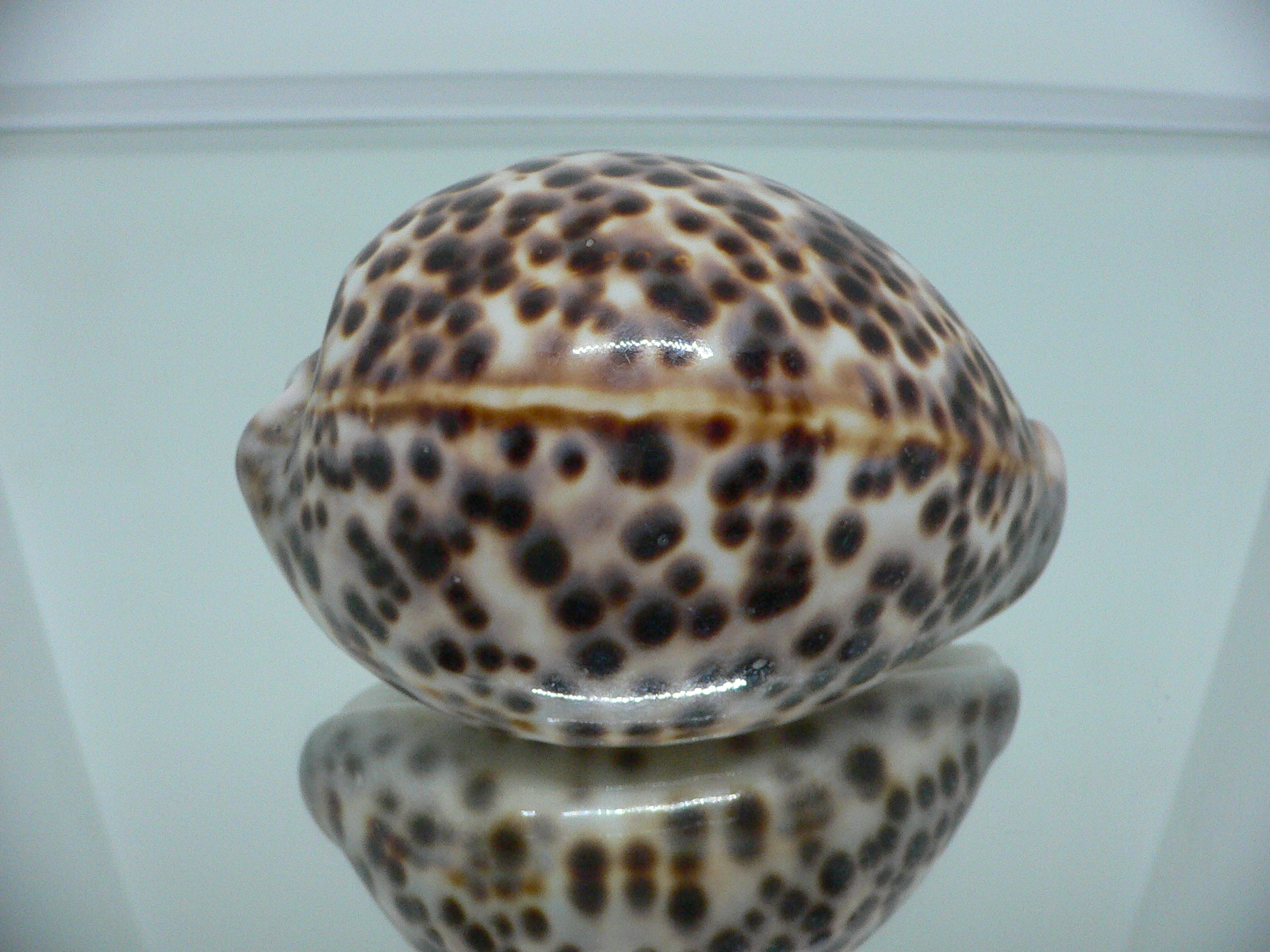 Cypraea tigris tigris LORD