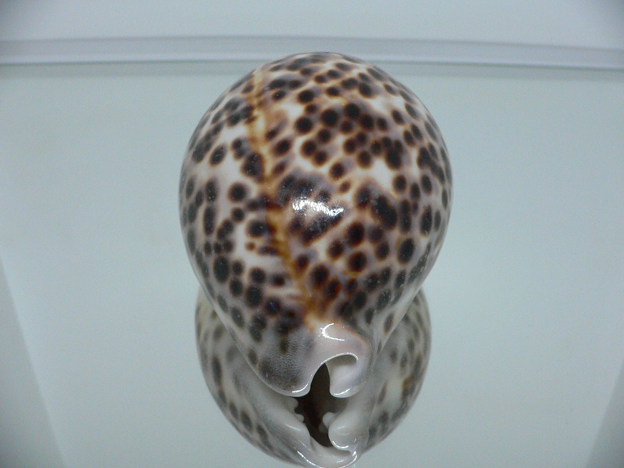 Cypraea tigris tigris LORD